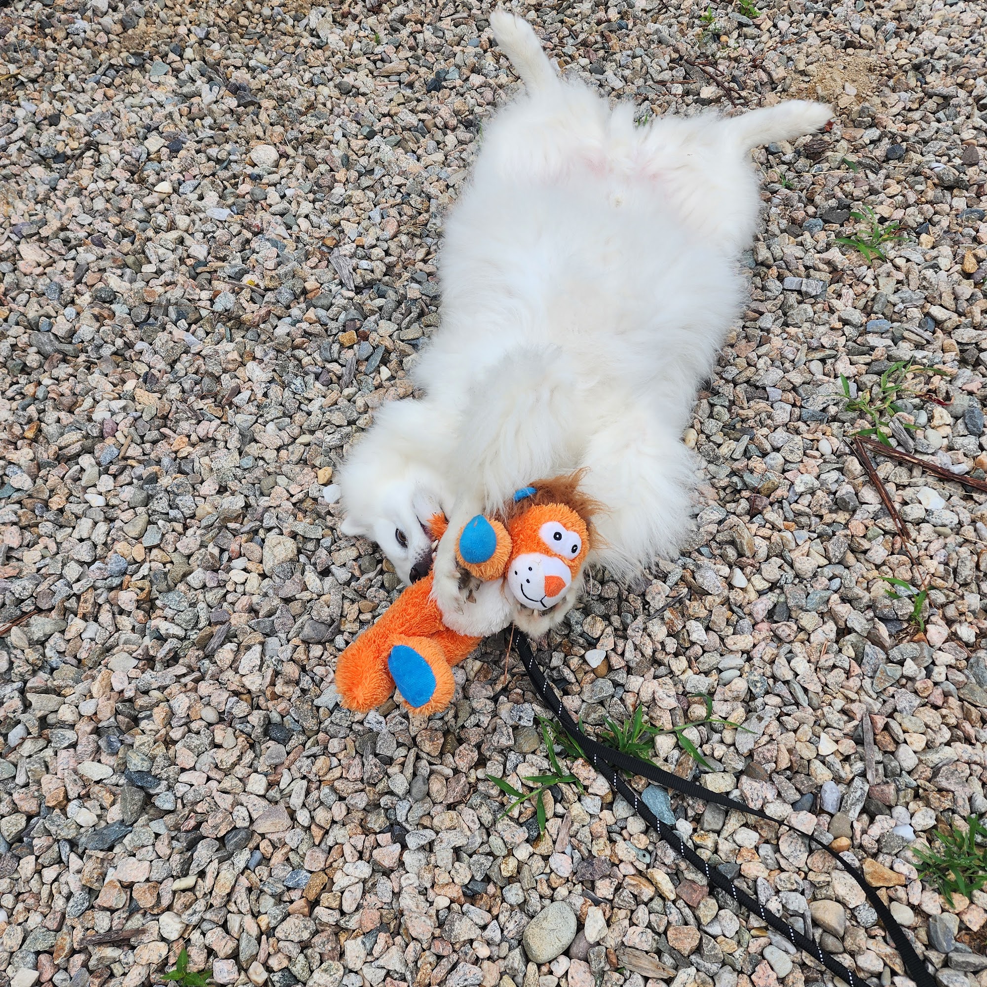 Friends of Falmouth Dogs Falmouth