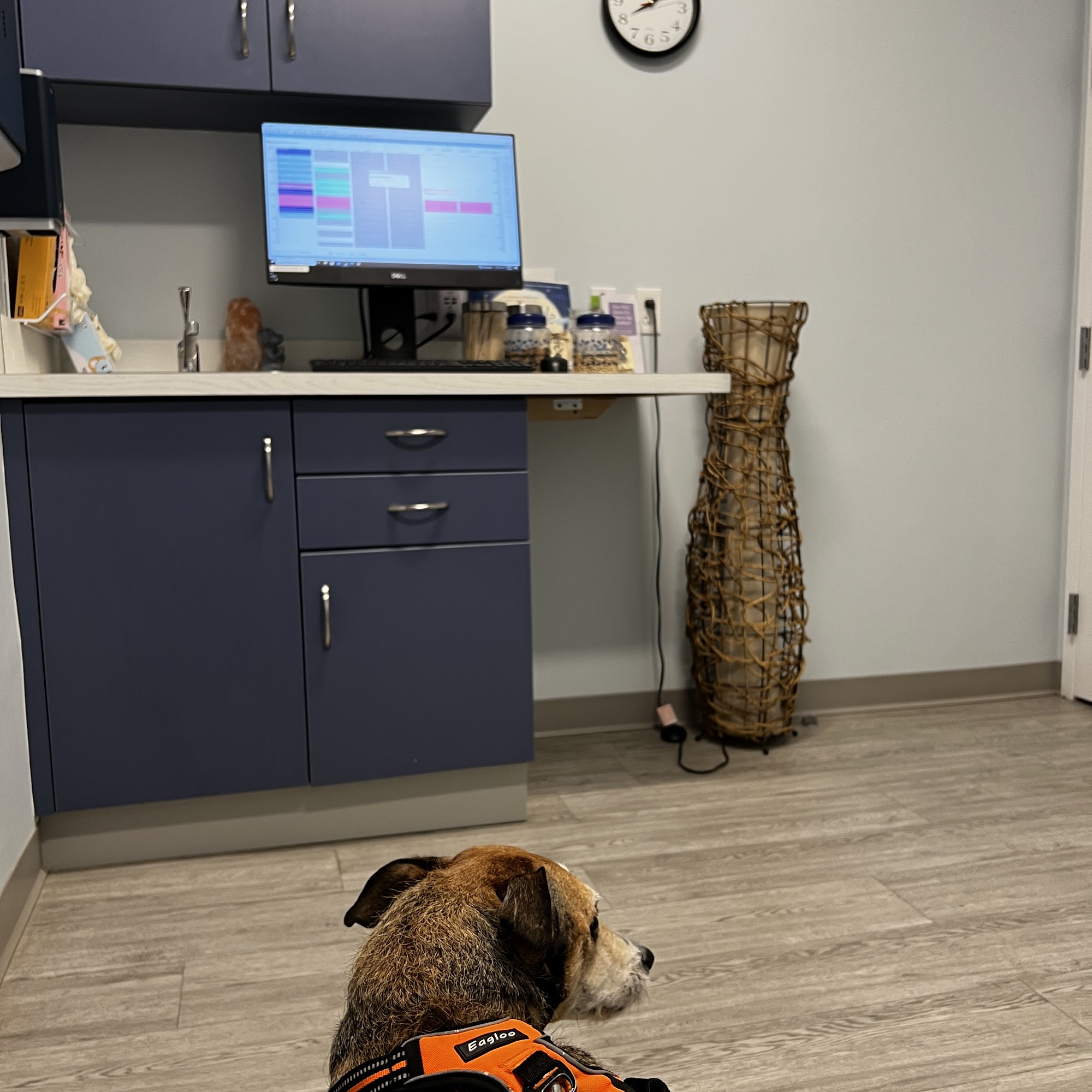 Vista Veterinary Hospital Falmouth