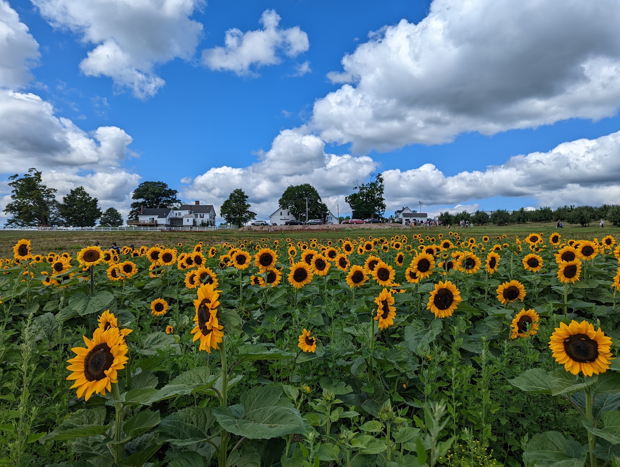 Hollis Hills Farm Fitchburg
