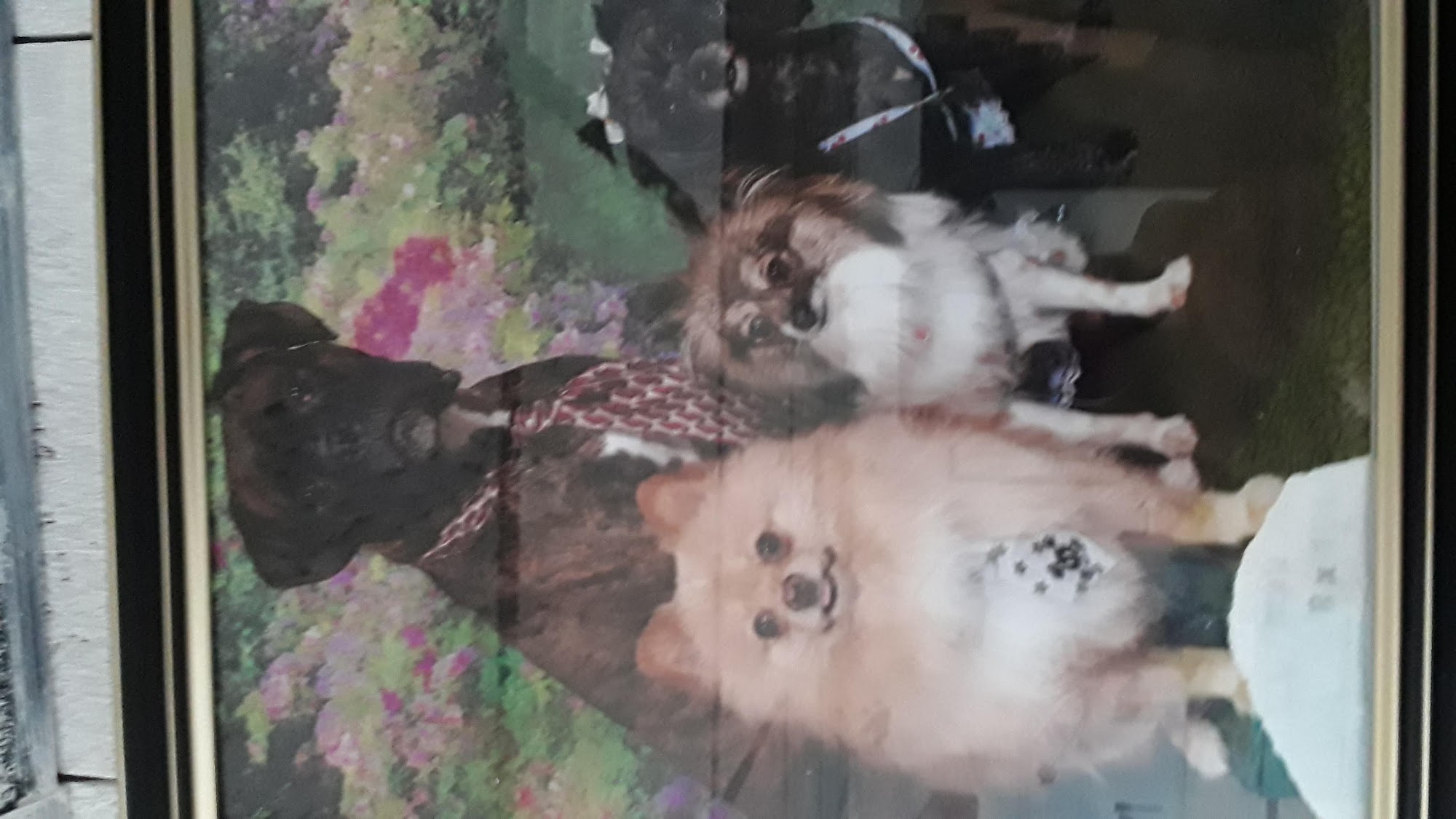 Letty's Heavenly Pet Grooming, serving the community with my business Fitchburg