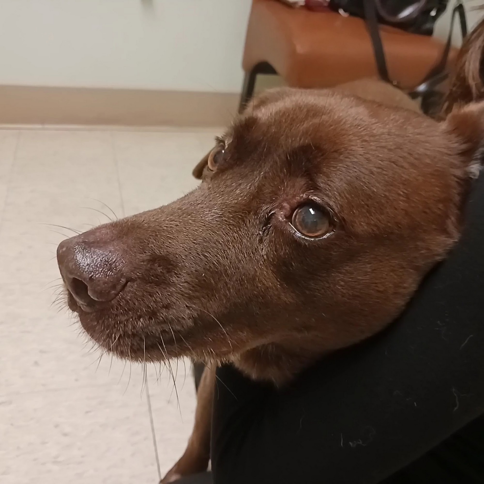 Foxboro Animal Hospital Foxborough