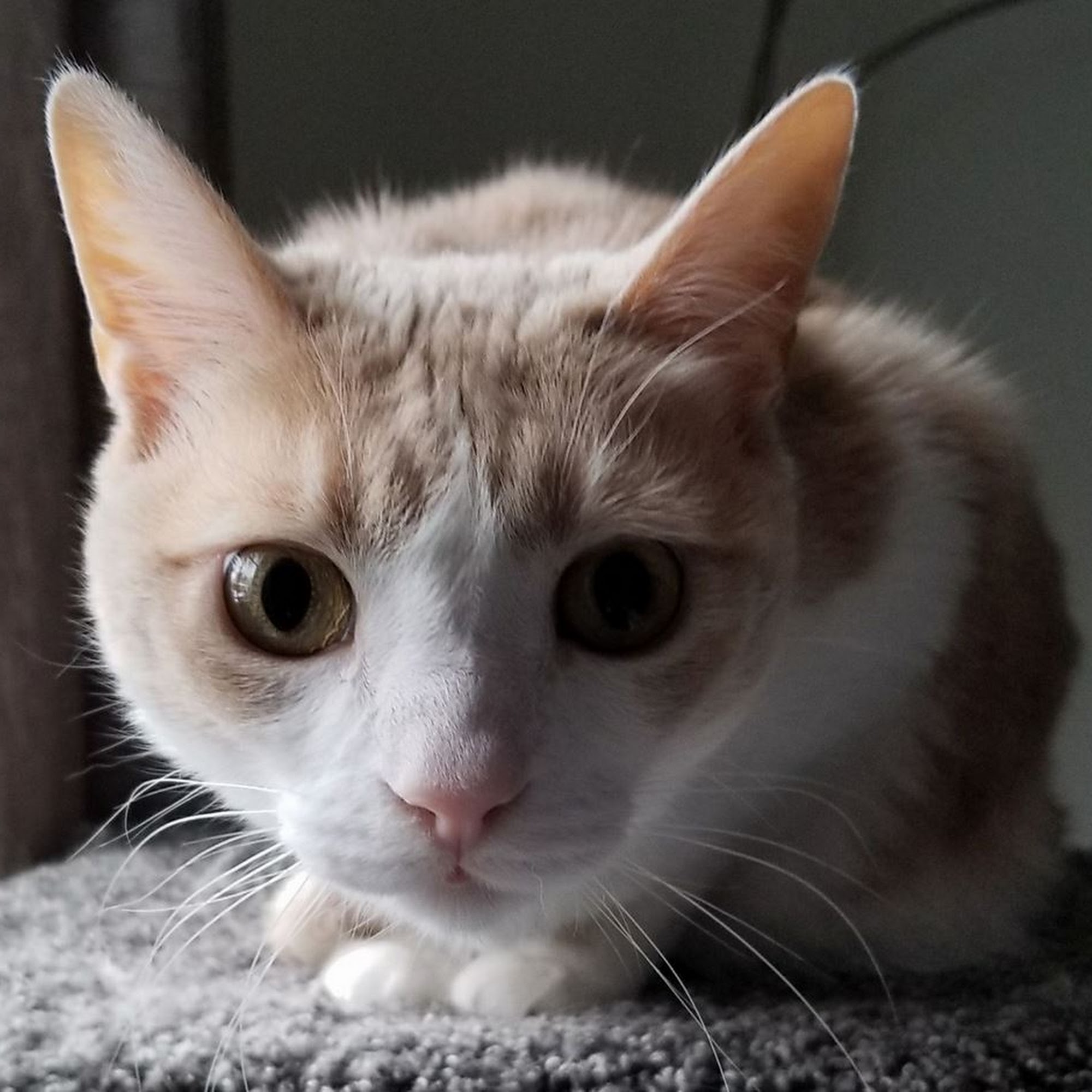 Tammy's Pet Sitting Framingham