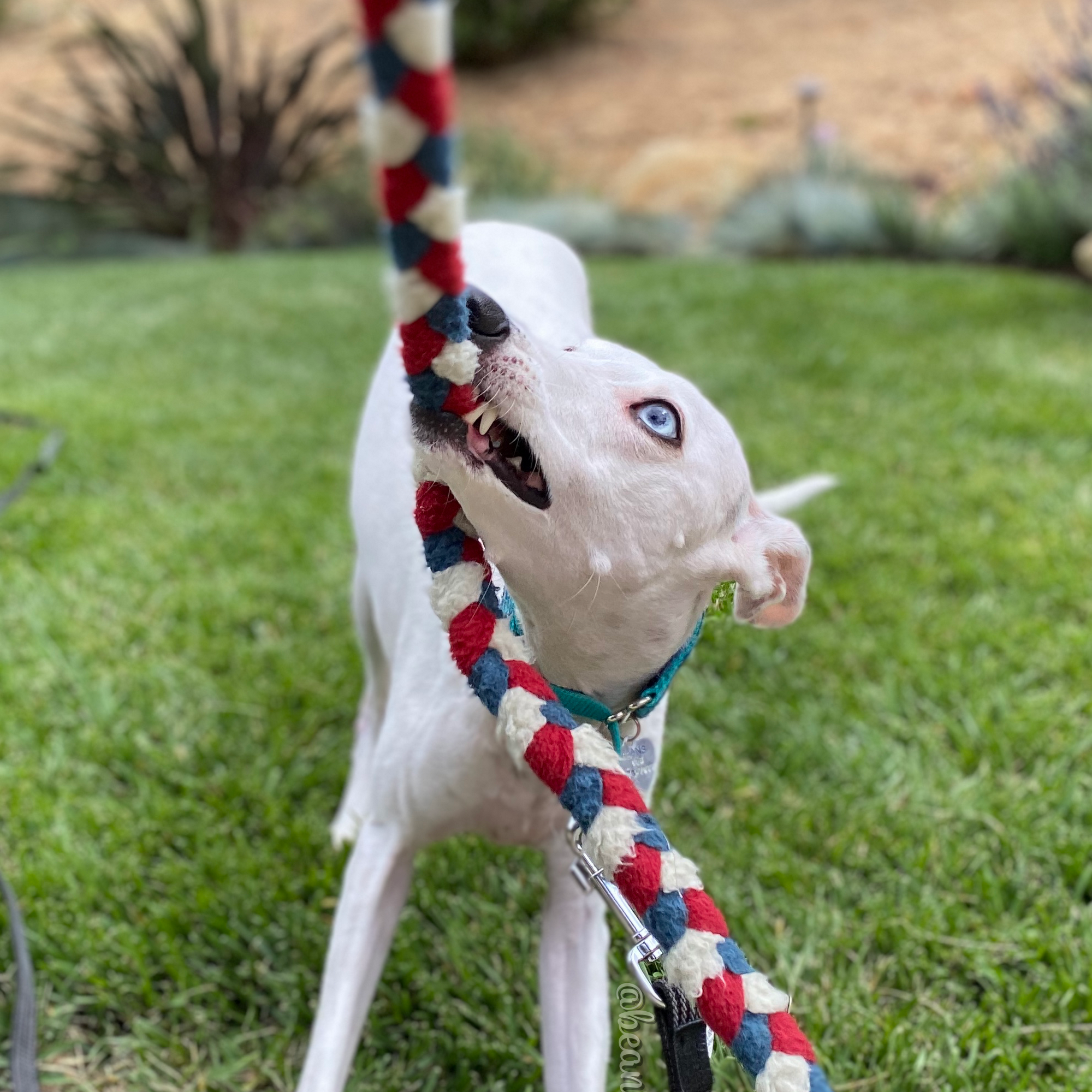 Knots of Fun- Makers of Happy Hands Happy Dog Toys Framingham