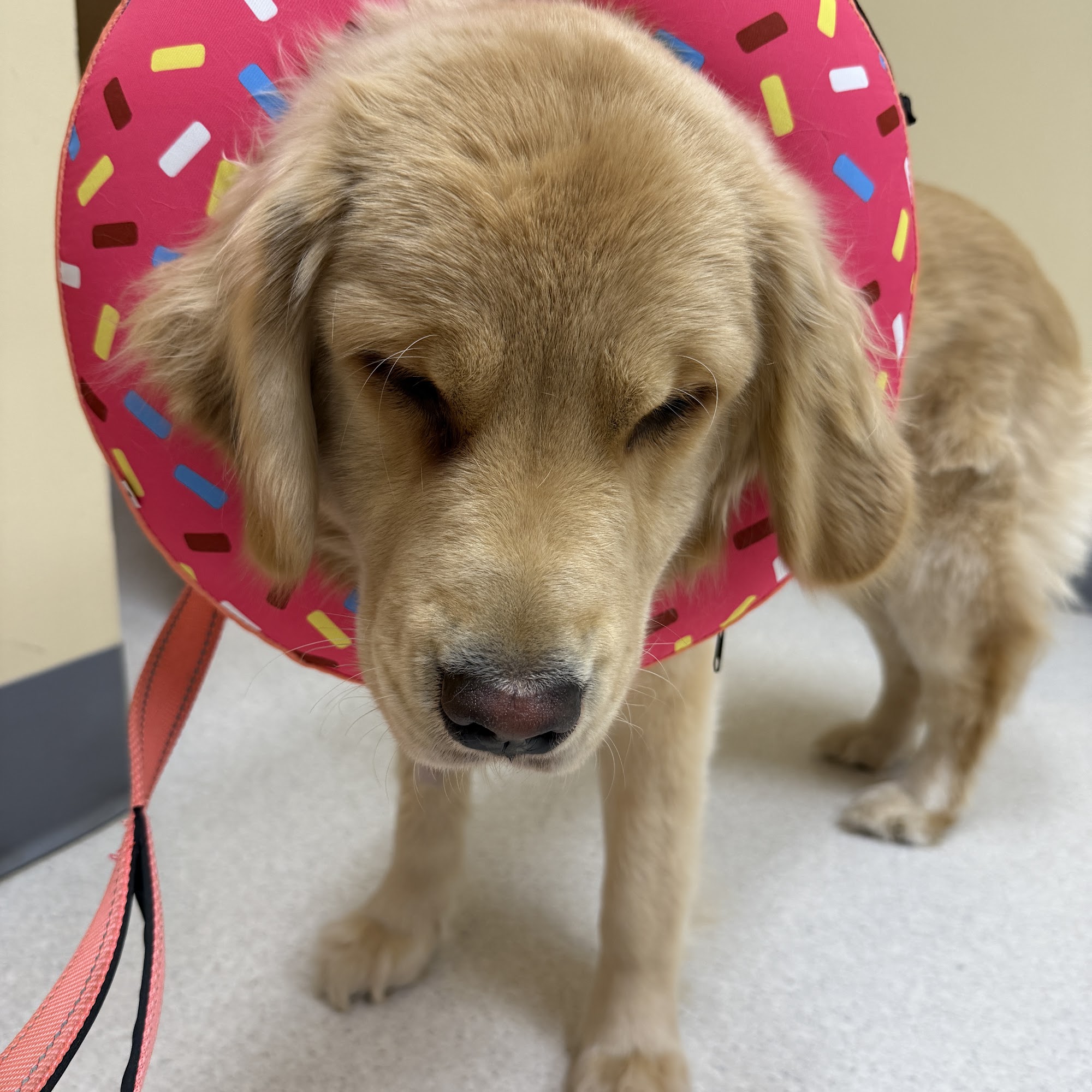 Acorn Animal Hospital Franklin