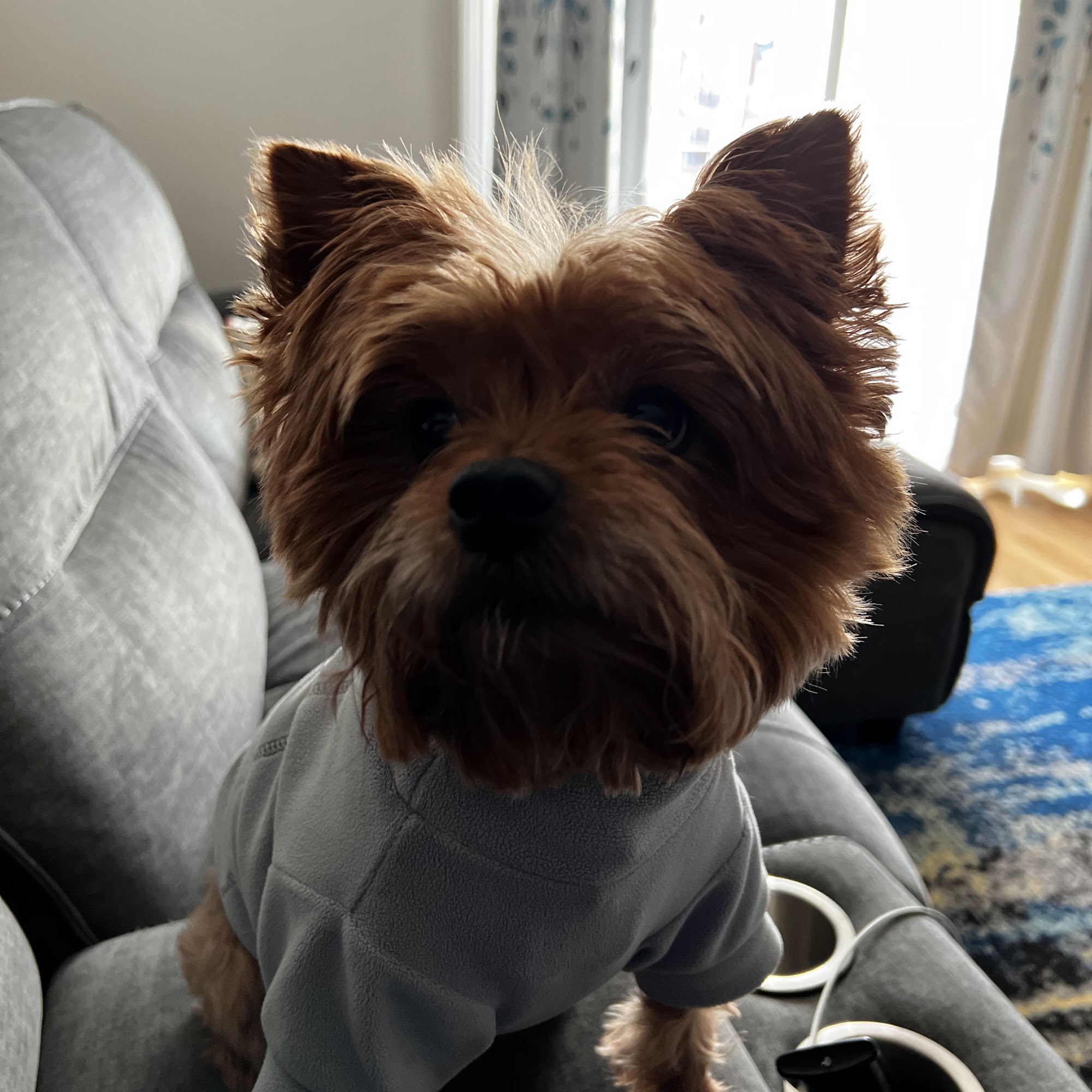 The Pawsh Pooch Pet Salon & Spa Franklin