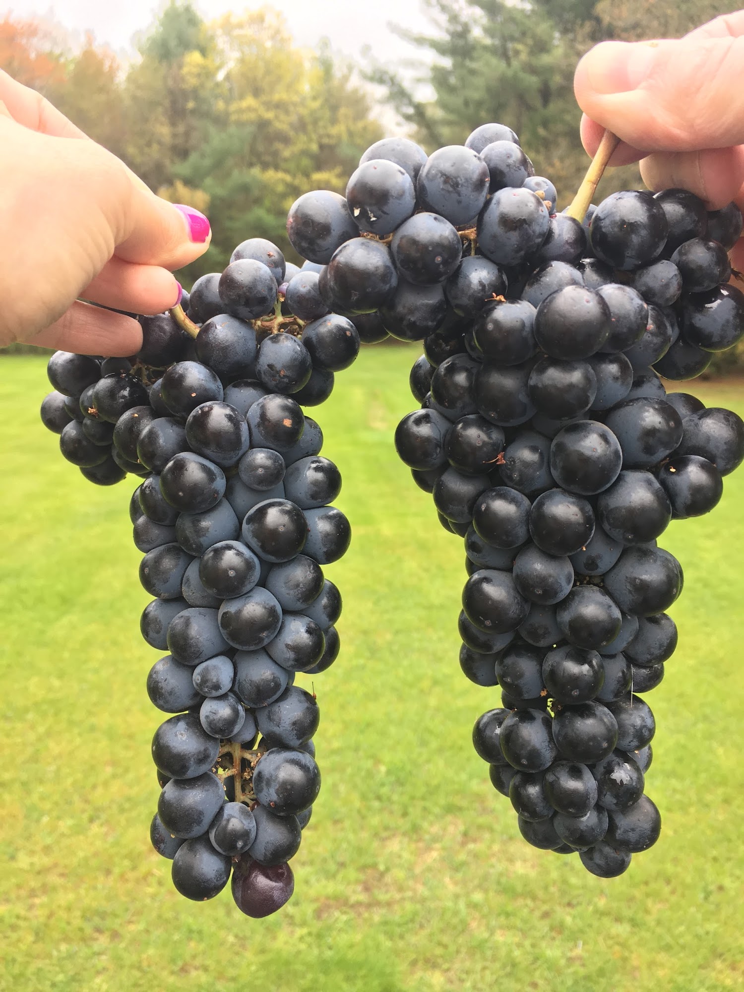 La Cantina Winery Franklin