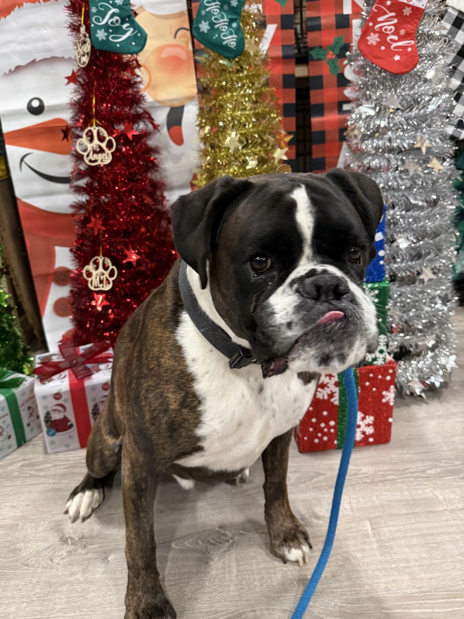 Hilltop Canine LLC Franklin