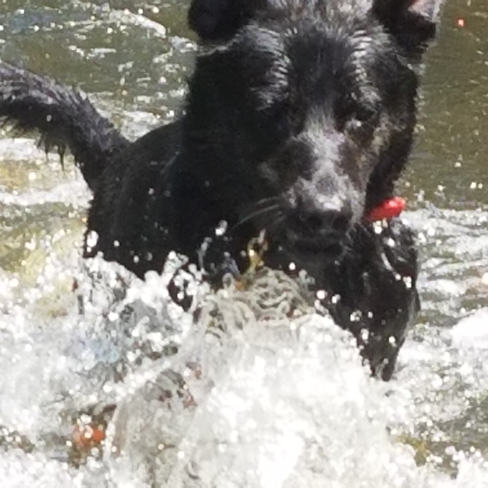 Integral Dog Training