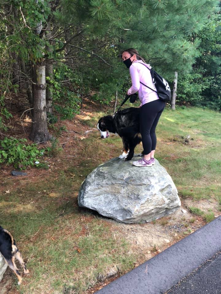 Integral Dog Training