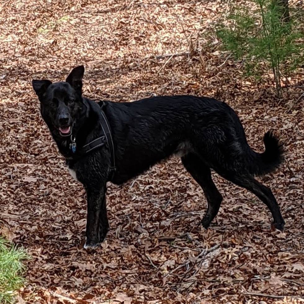 Integral Dog Training