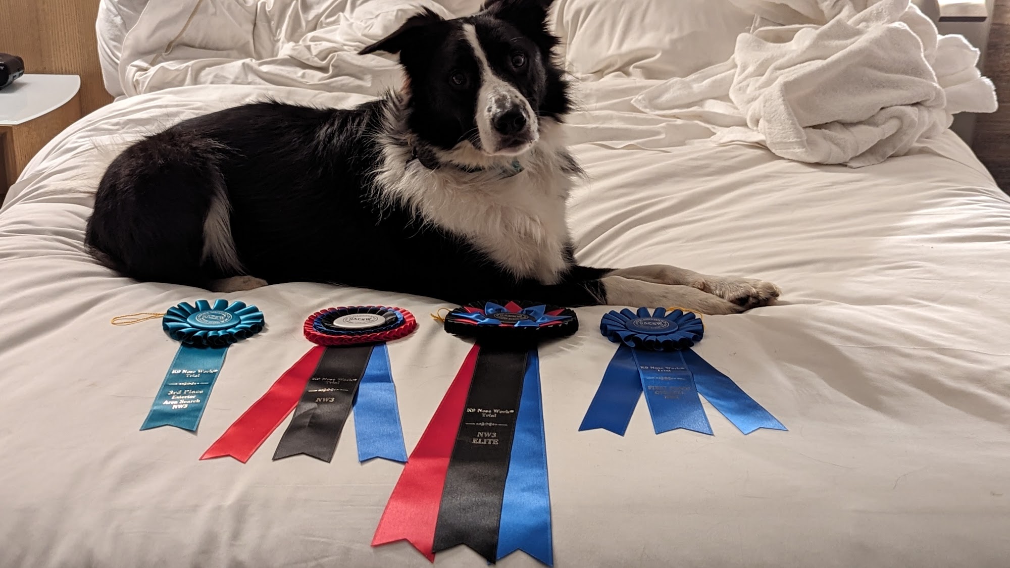 The Dog's PACE Franklin