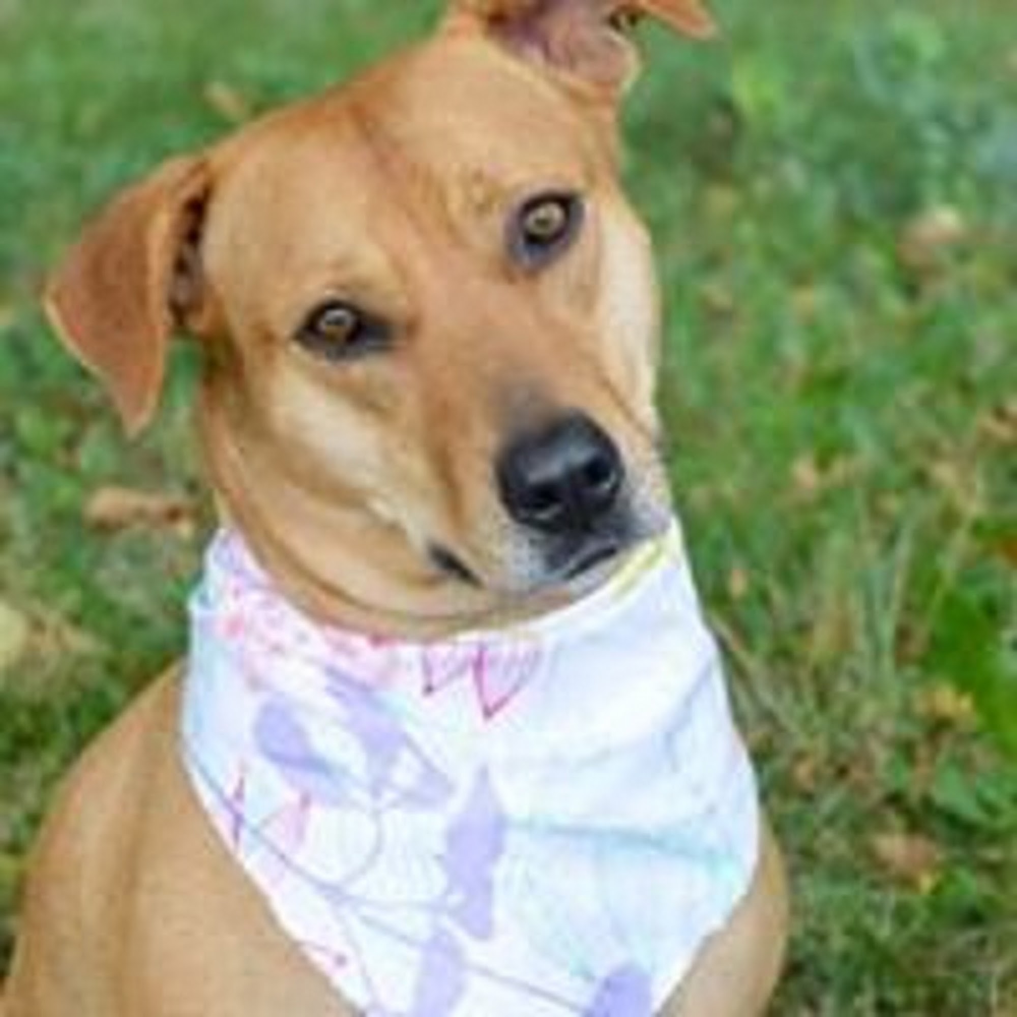 Gardner Animal Care Center Gardner