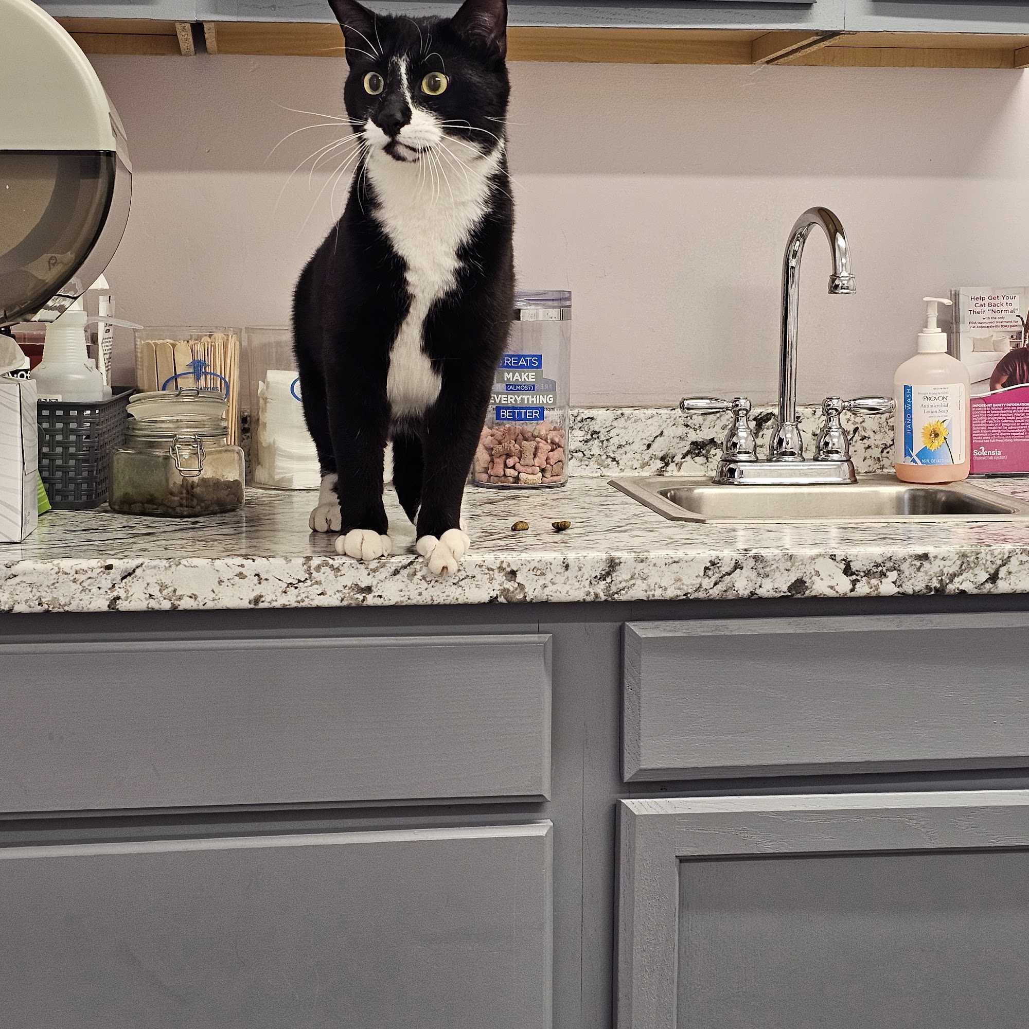 Tender Heart Vet Care PC Gardner