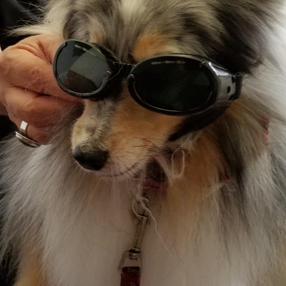 SeaPort Veterinary Hospital Gloucester