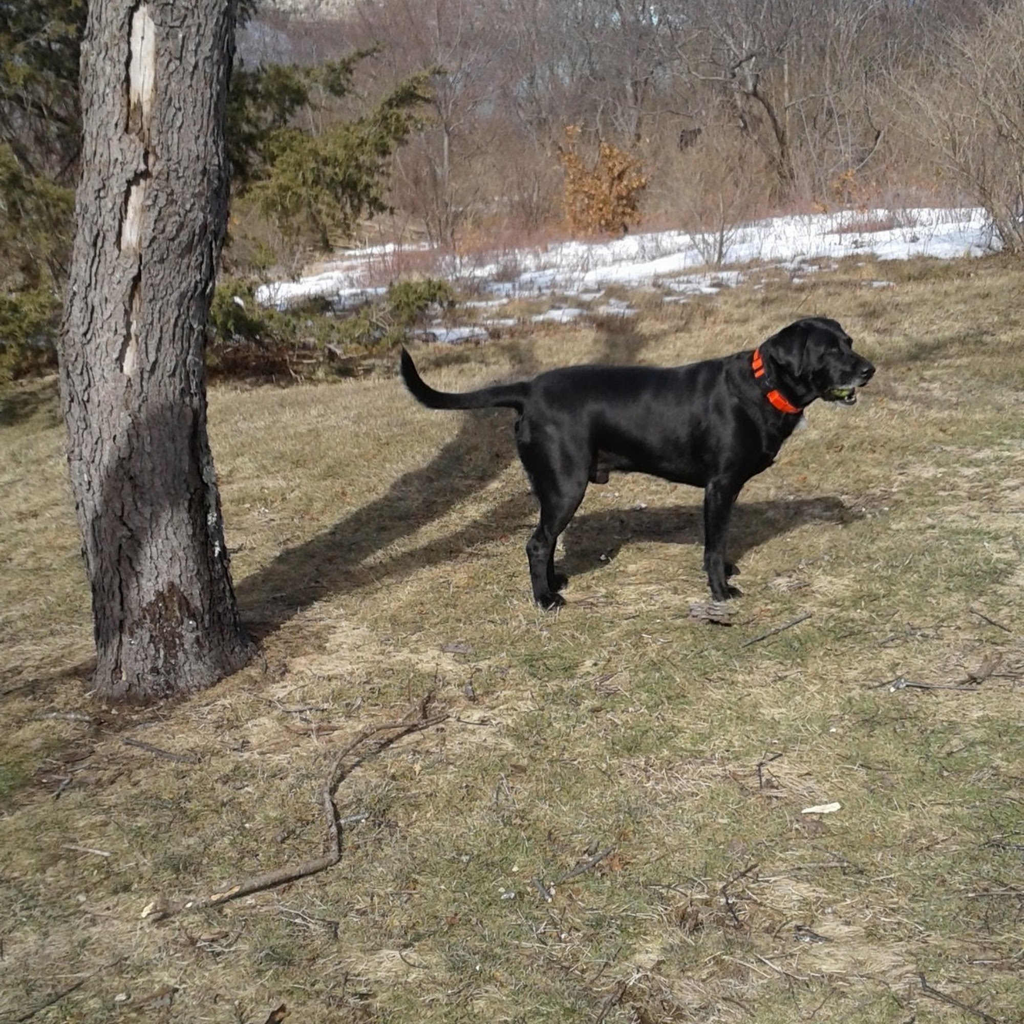 North Shore Veterinary Hospital Gloucester