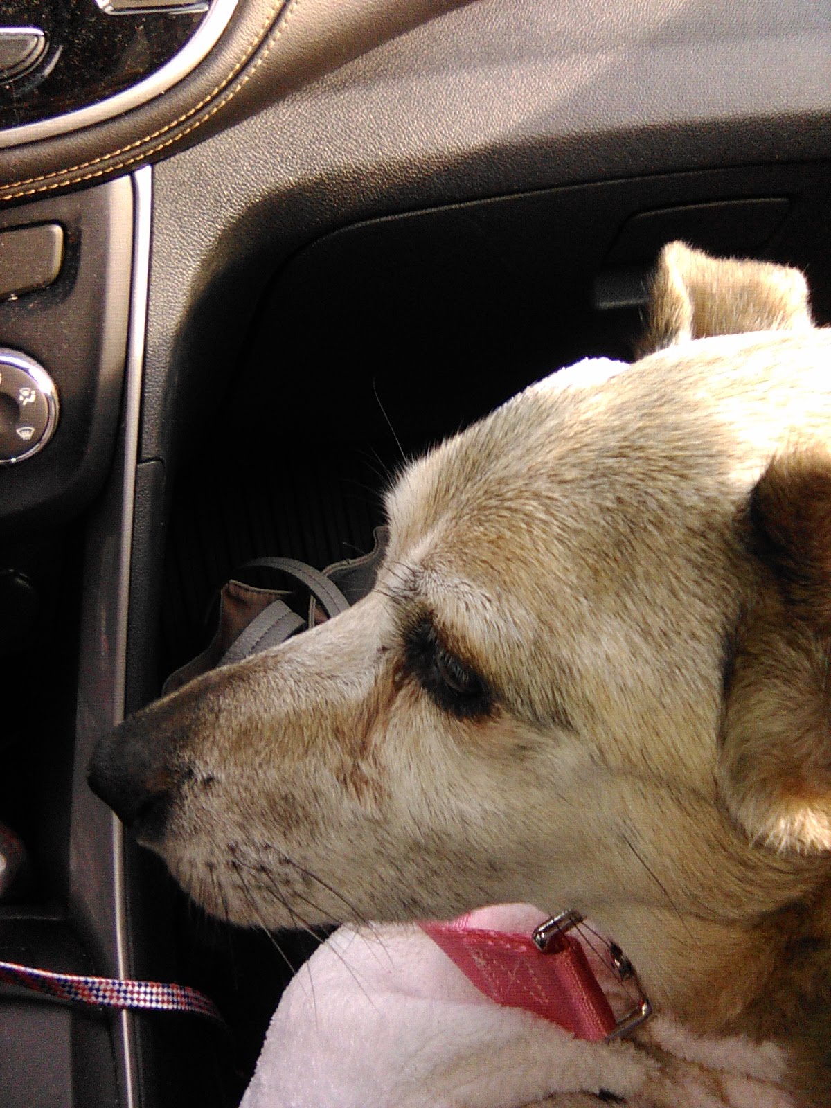 Cape Ann Veterinary Hospital Gloucester