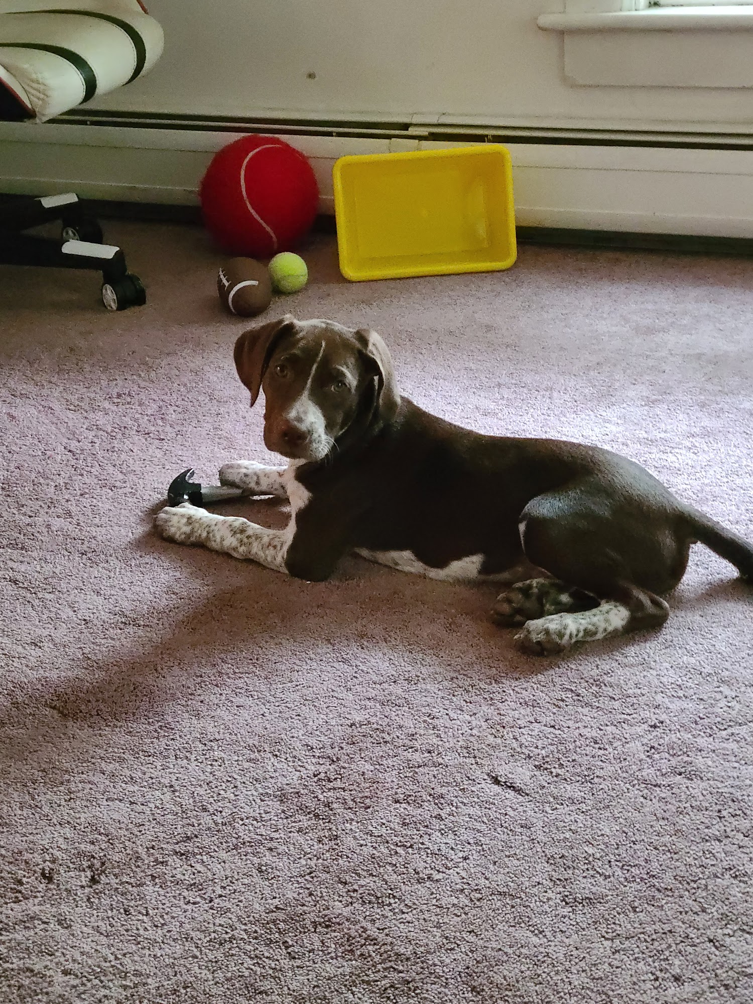 VCA All Caring Animal Hospital Great Barrington