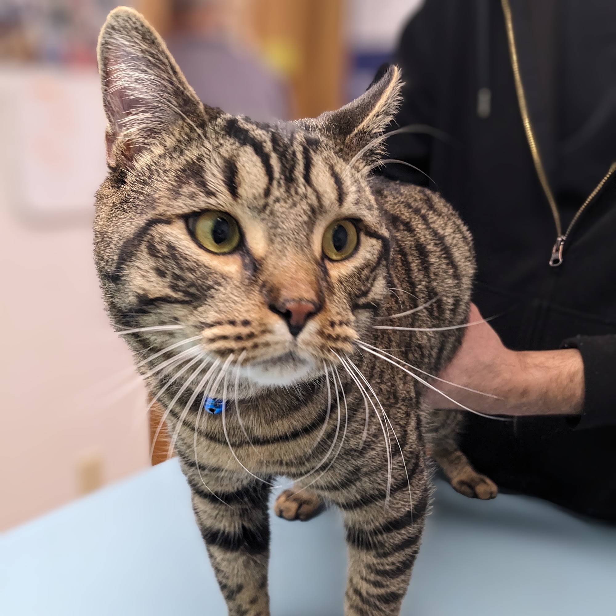 Brookside Animal Hospital Greenfield