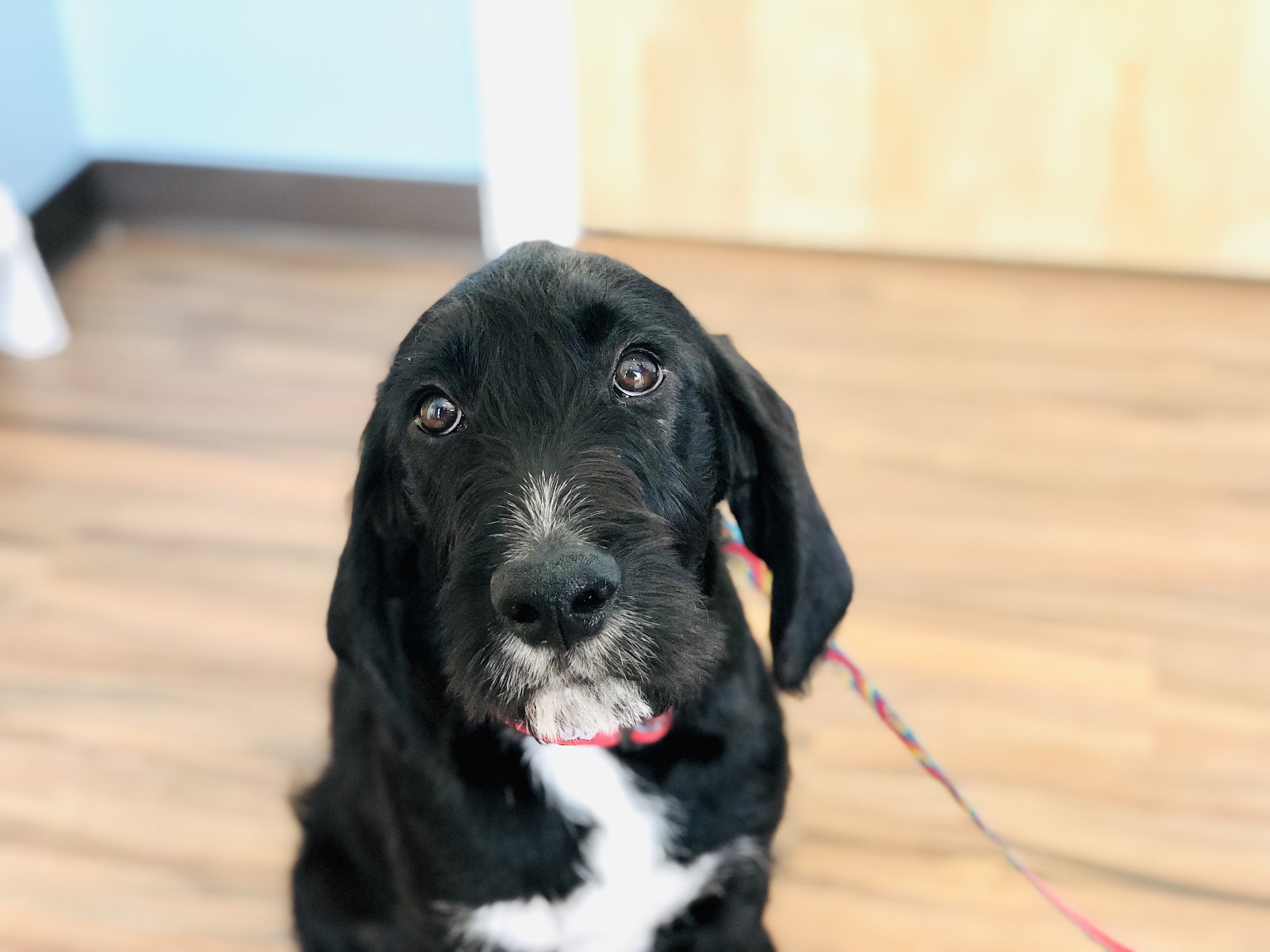 Compassionate Care Veterinary Services Groton