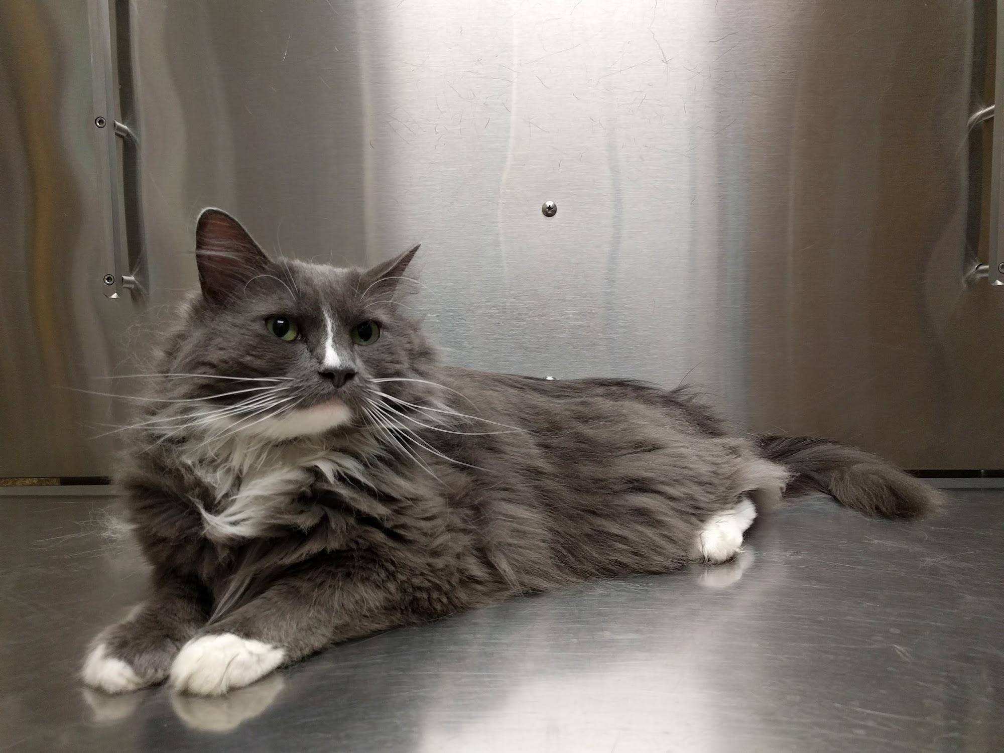 Valley Veterinary Hospital Hadley