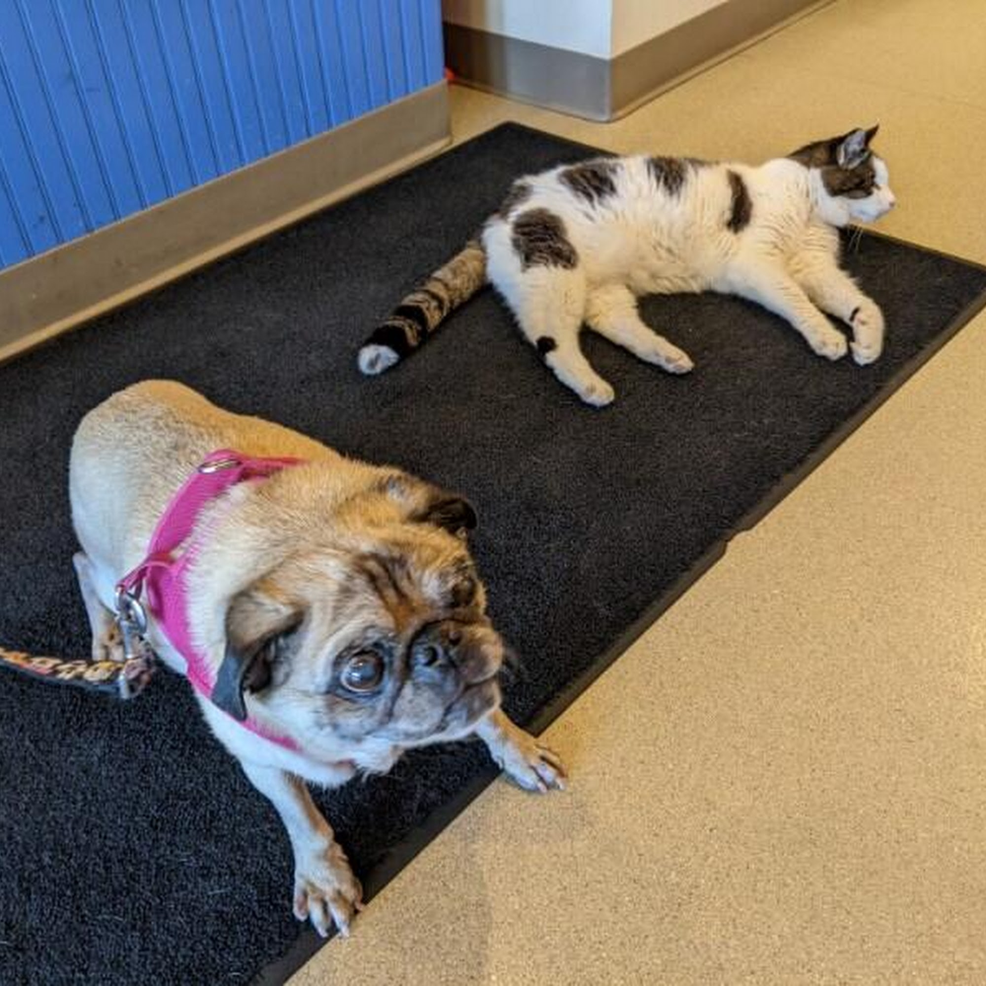 Riverbend Animal Hospital Hadley