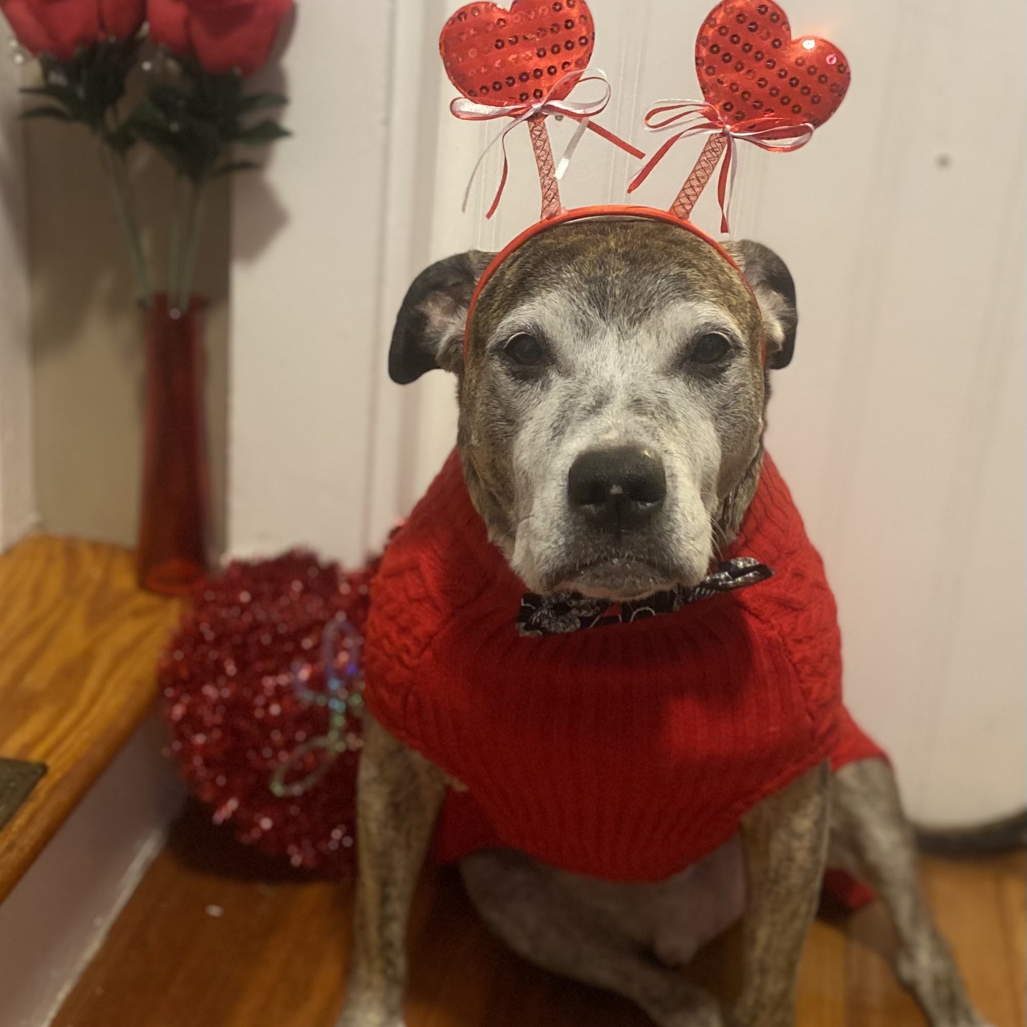 Hampden Veterinary Clinic Hampden