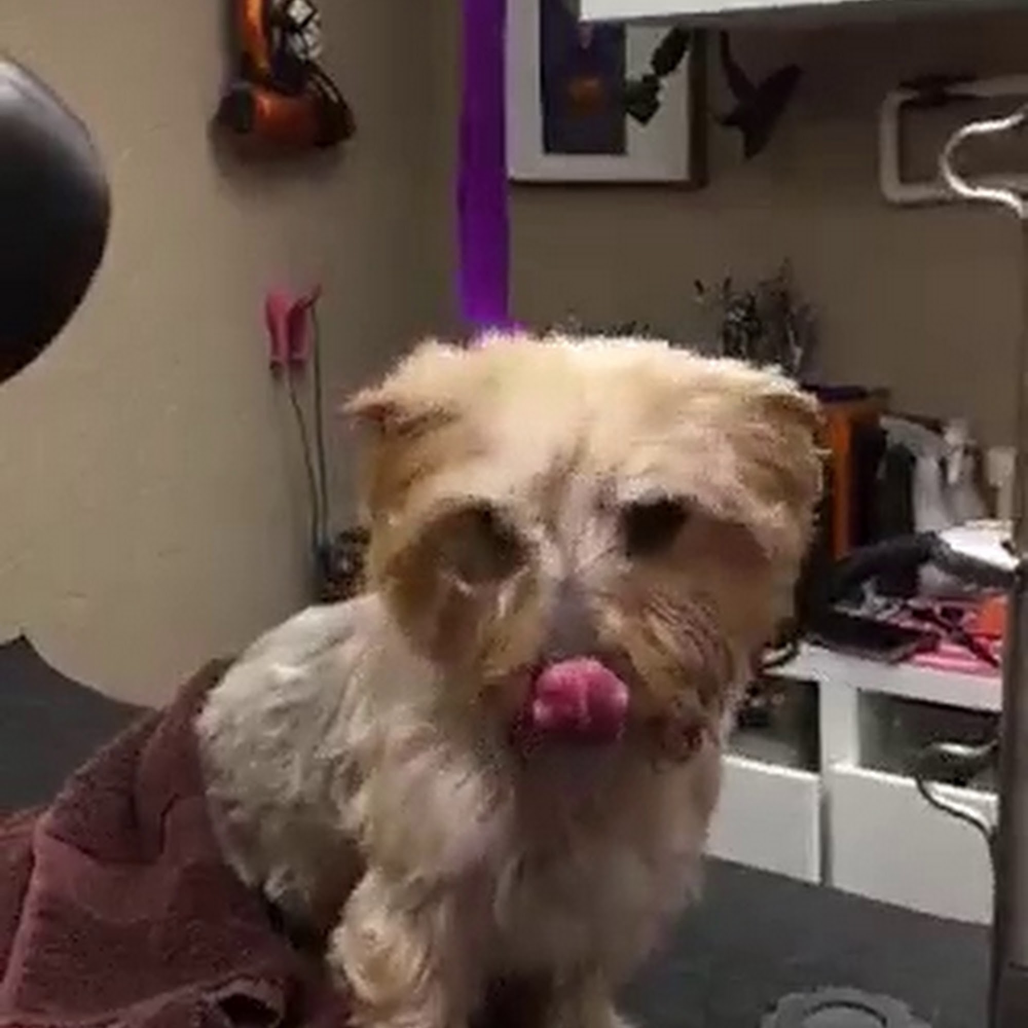 Pooch Paws Shared Work Space for Independent Groomers Hanover