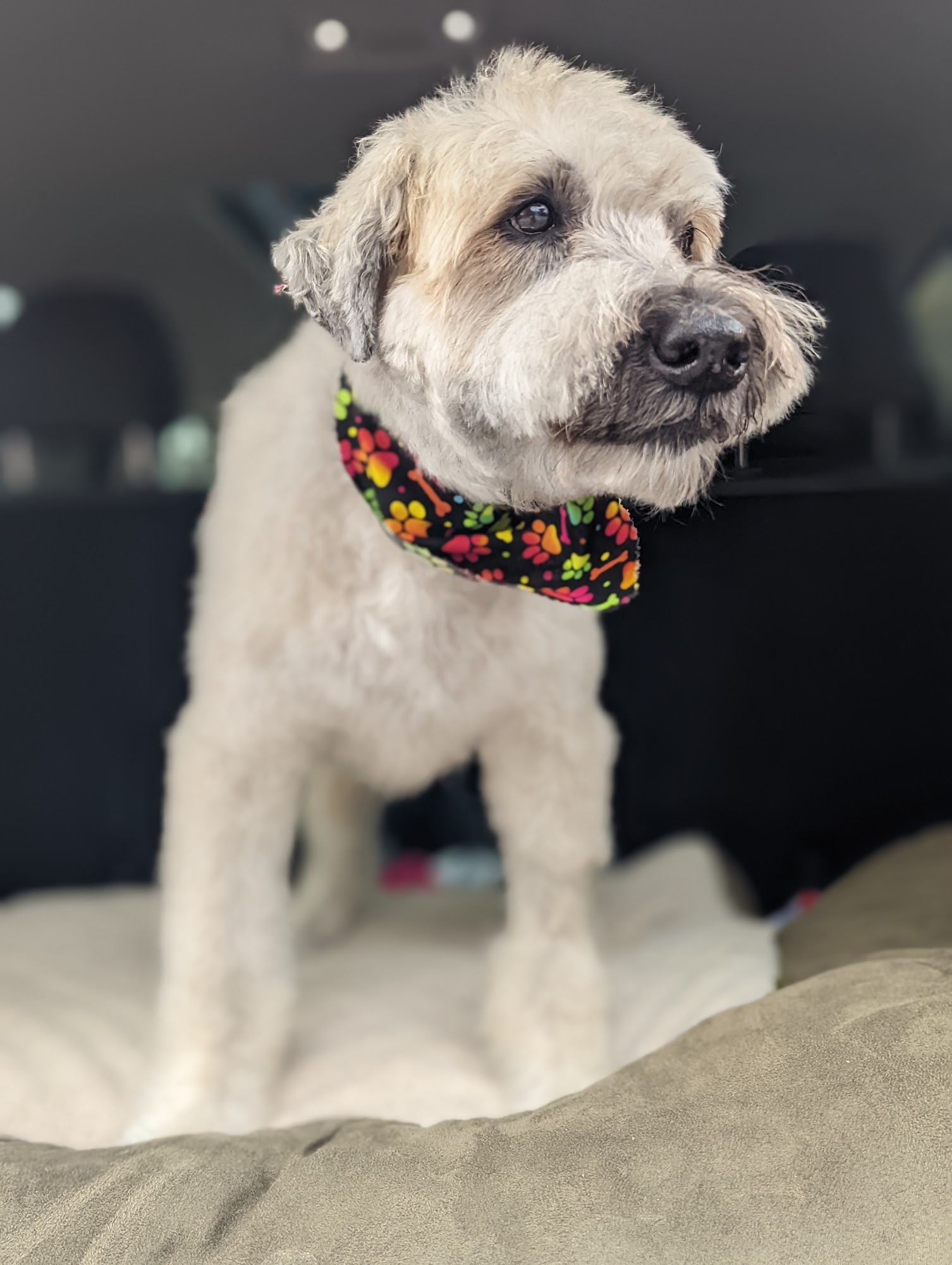 Pooch Paws Shared Work Space for Independent Groomers Hanover