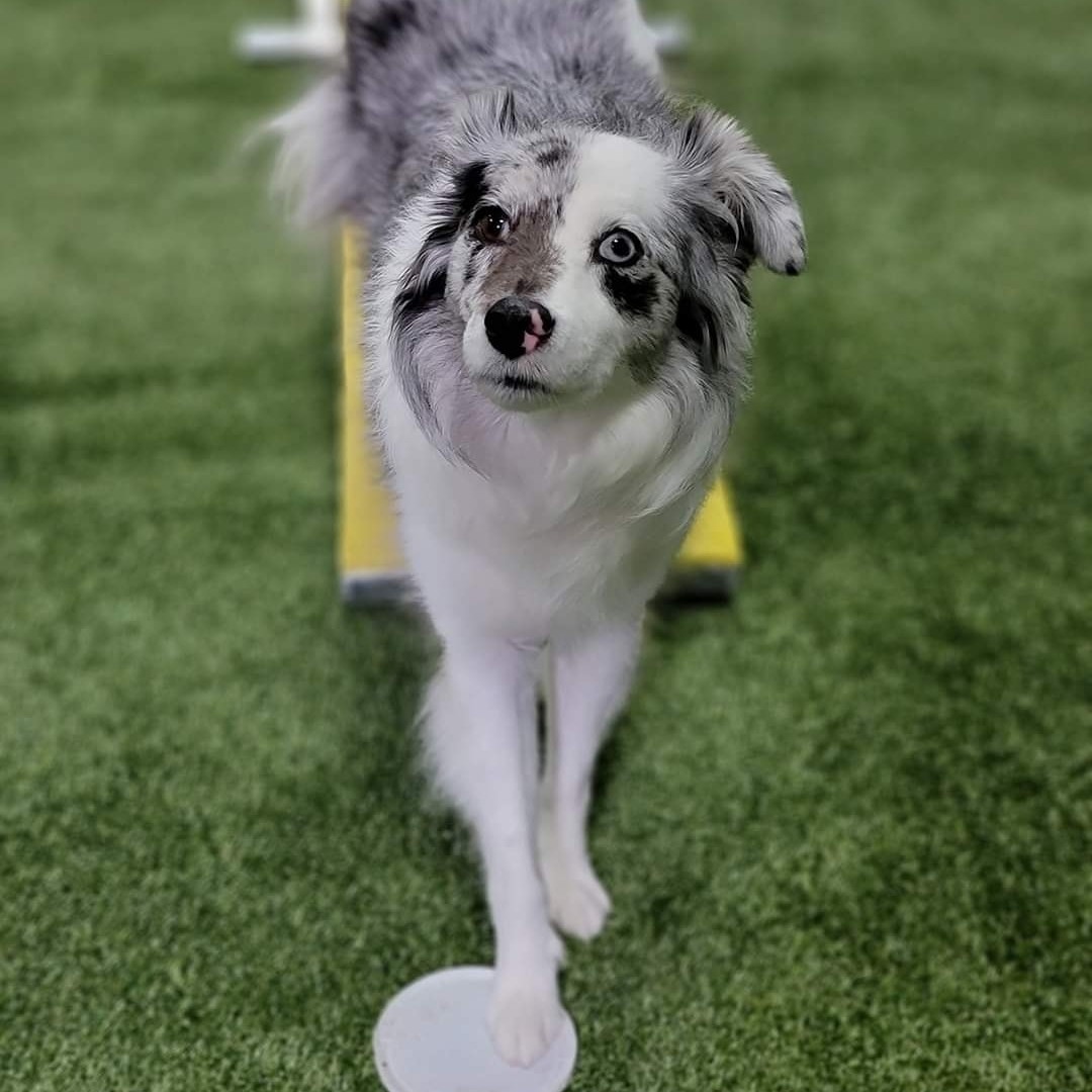 New England K9 Athlete Hanover