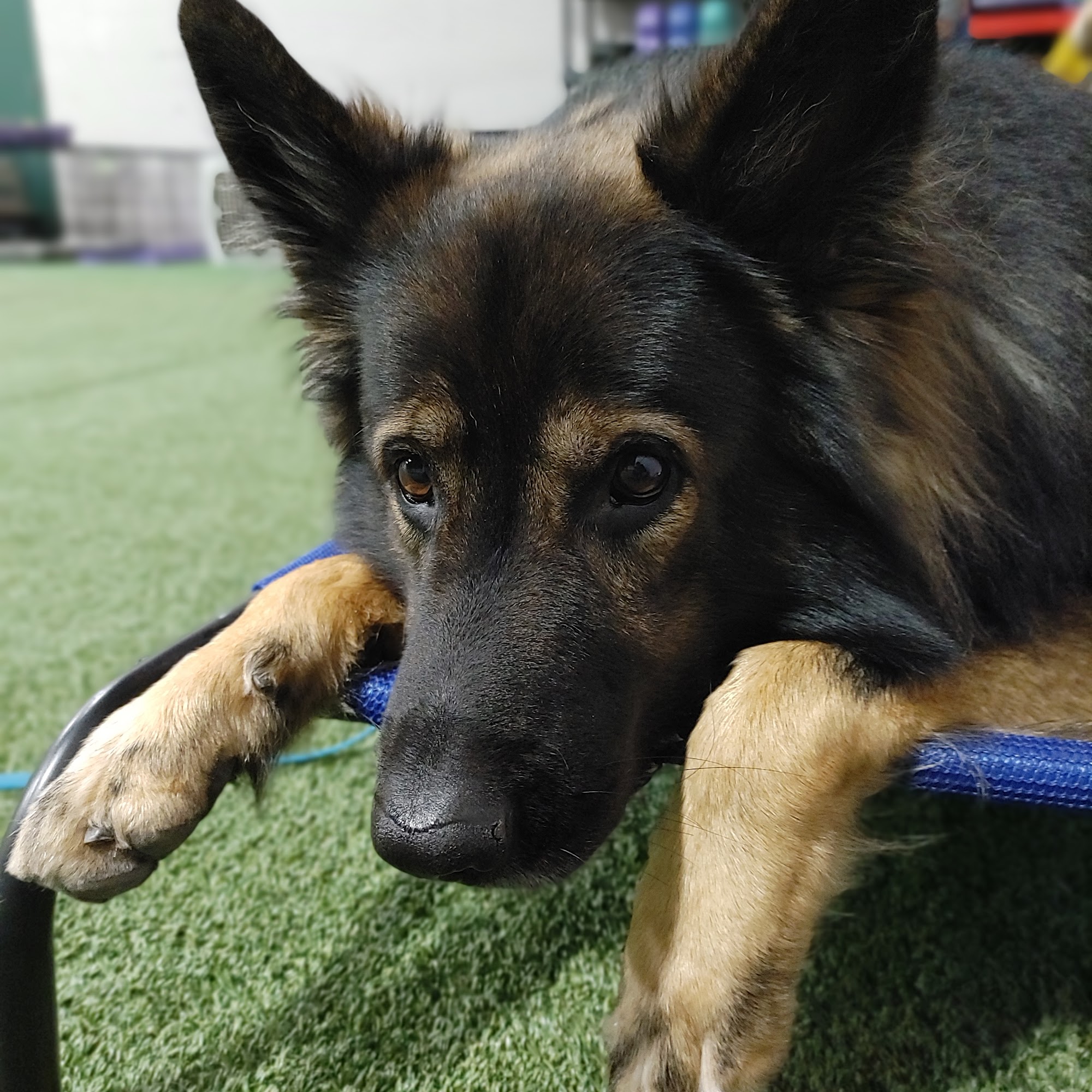 New England K9 Athlete Hanover