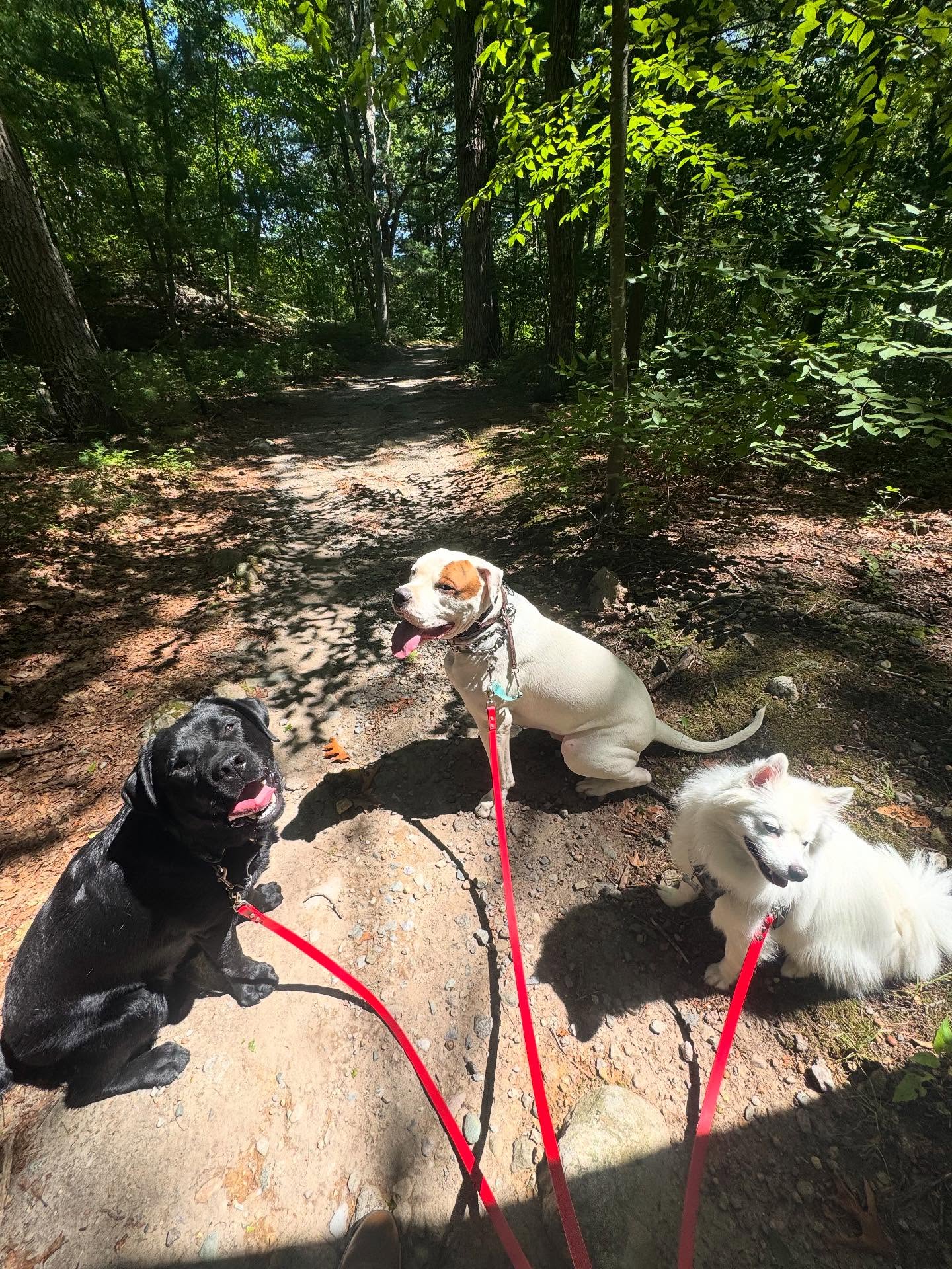 Five Rings Day School