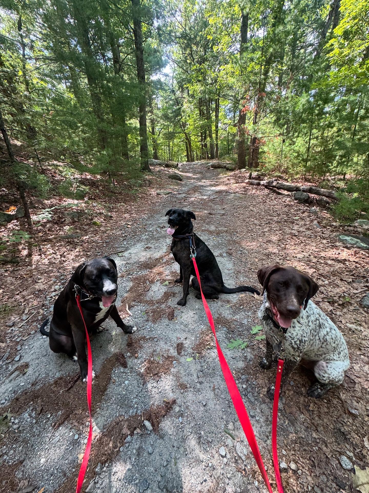 Five Rings Day School