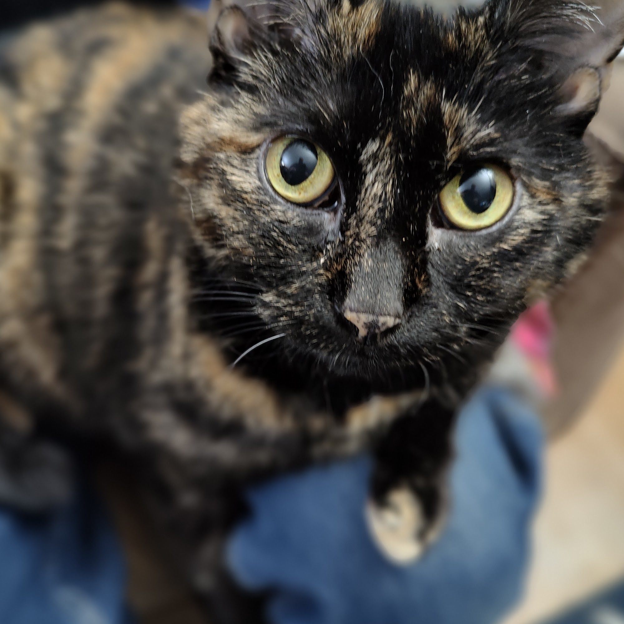 Harvard Family Pet Clinic LLC Harvard