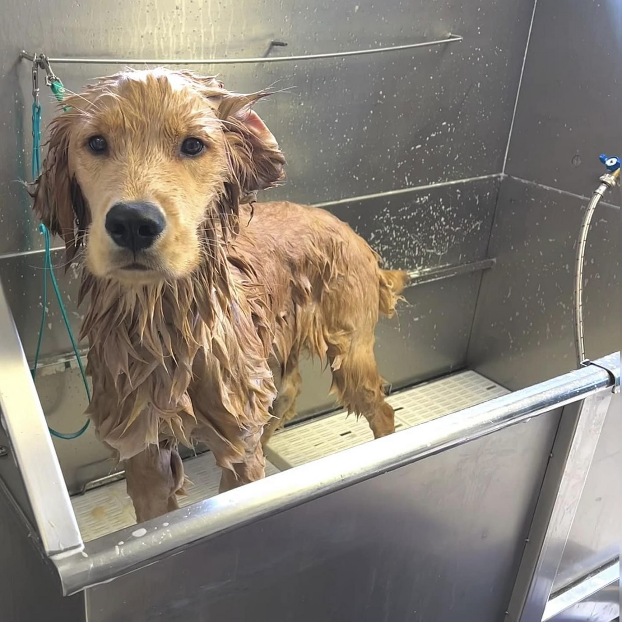 Ungerdogs Grooming Harwich