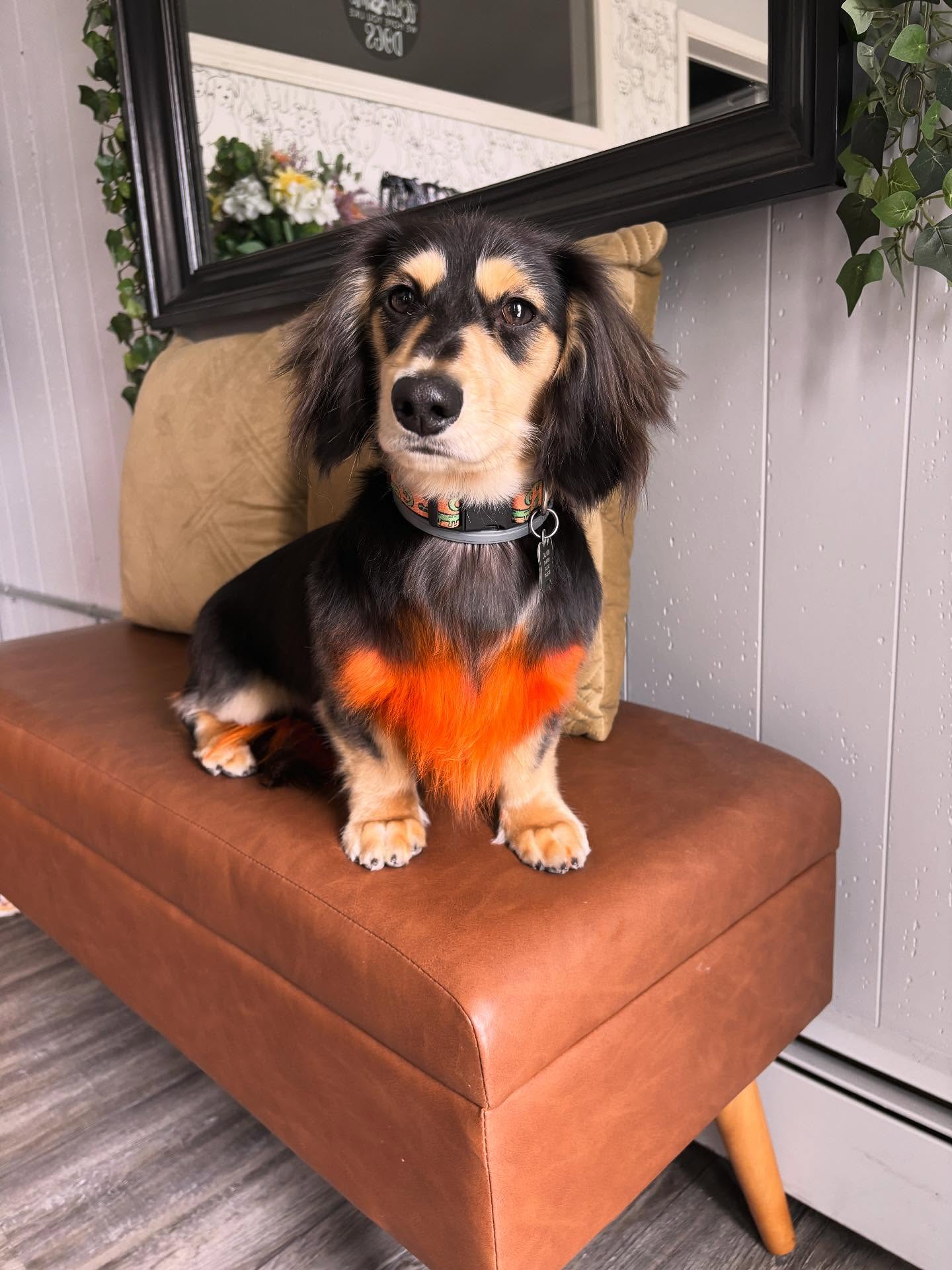 Doggie Delights Grooming Harwich