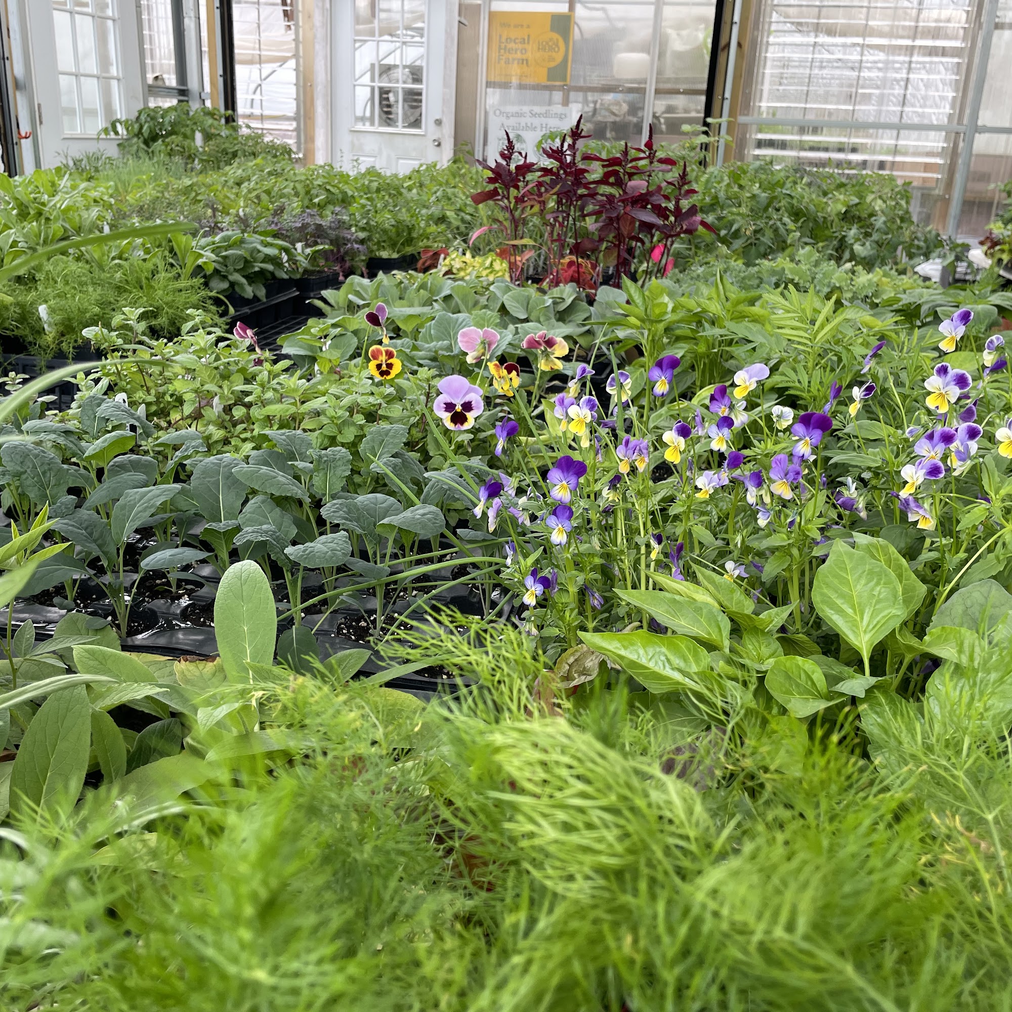 Windy Ridge Organic Nursery Hawley