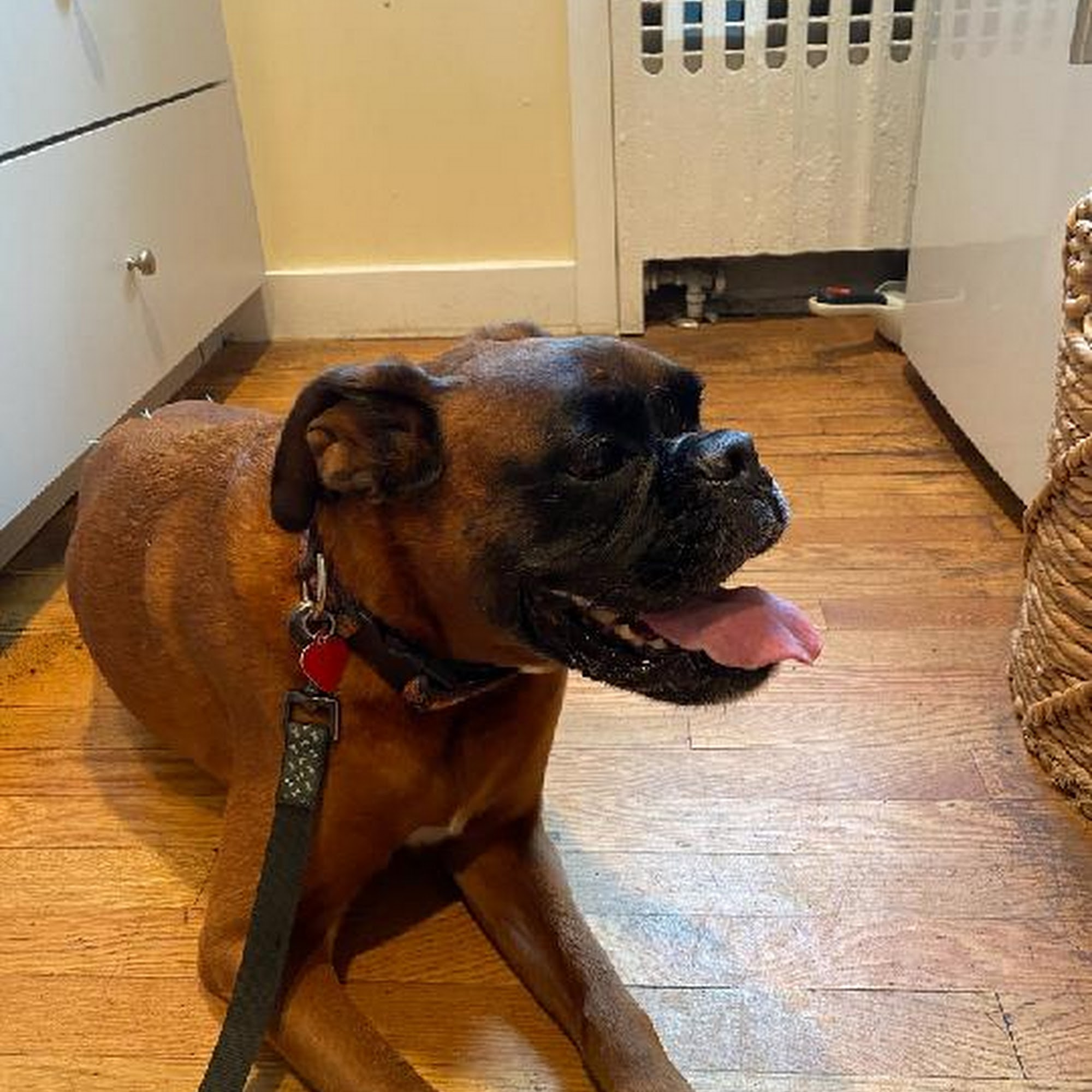 Hingham Animal Clinic Hingham