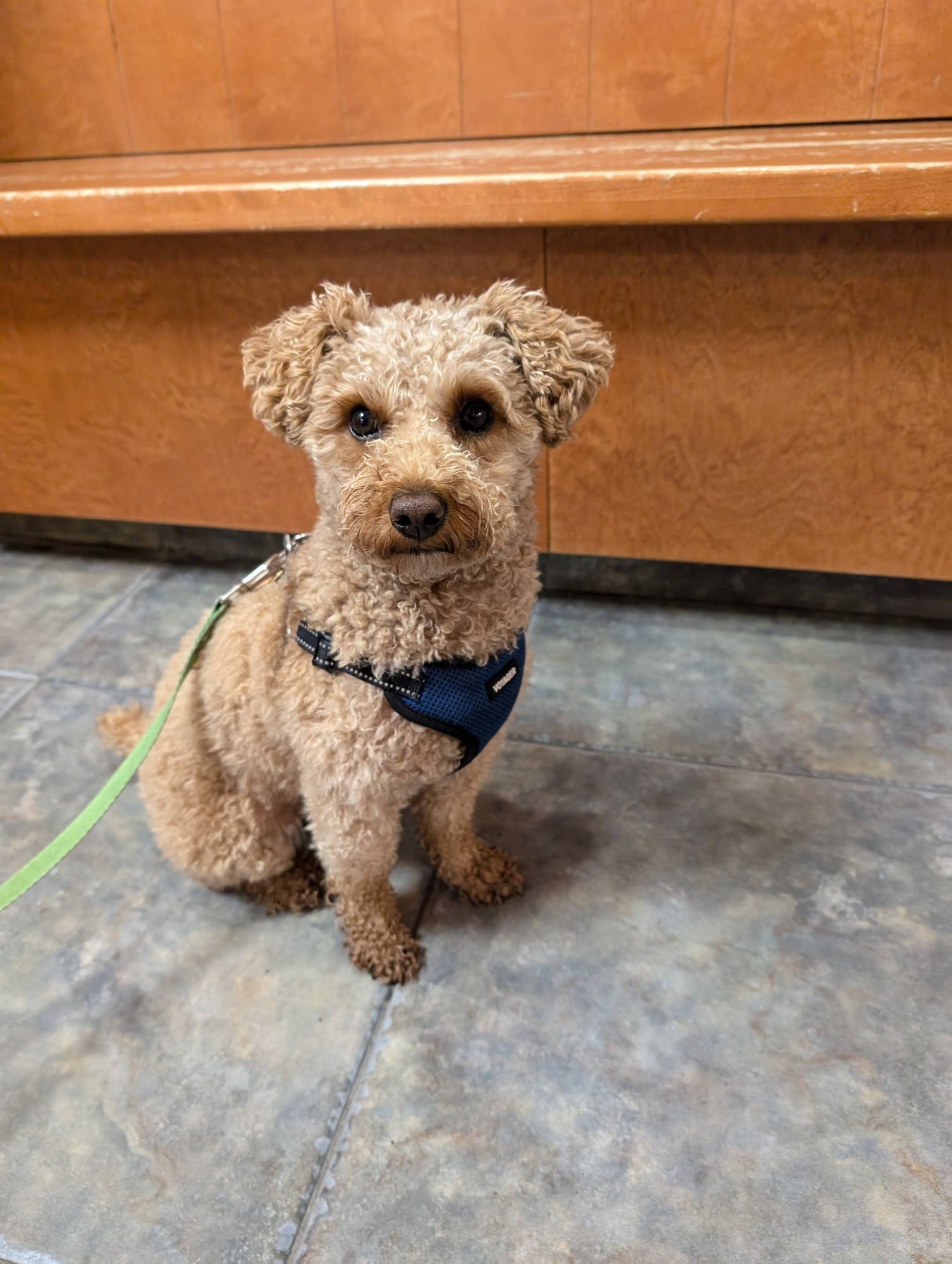 Old Derby Animal Hospital Hingham