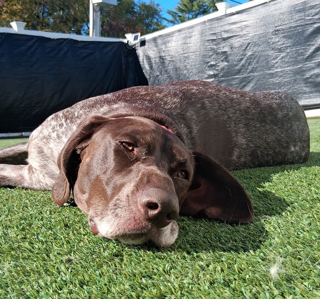 Shipyard Dog Co Hingham