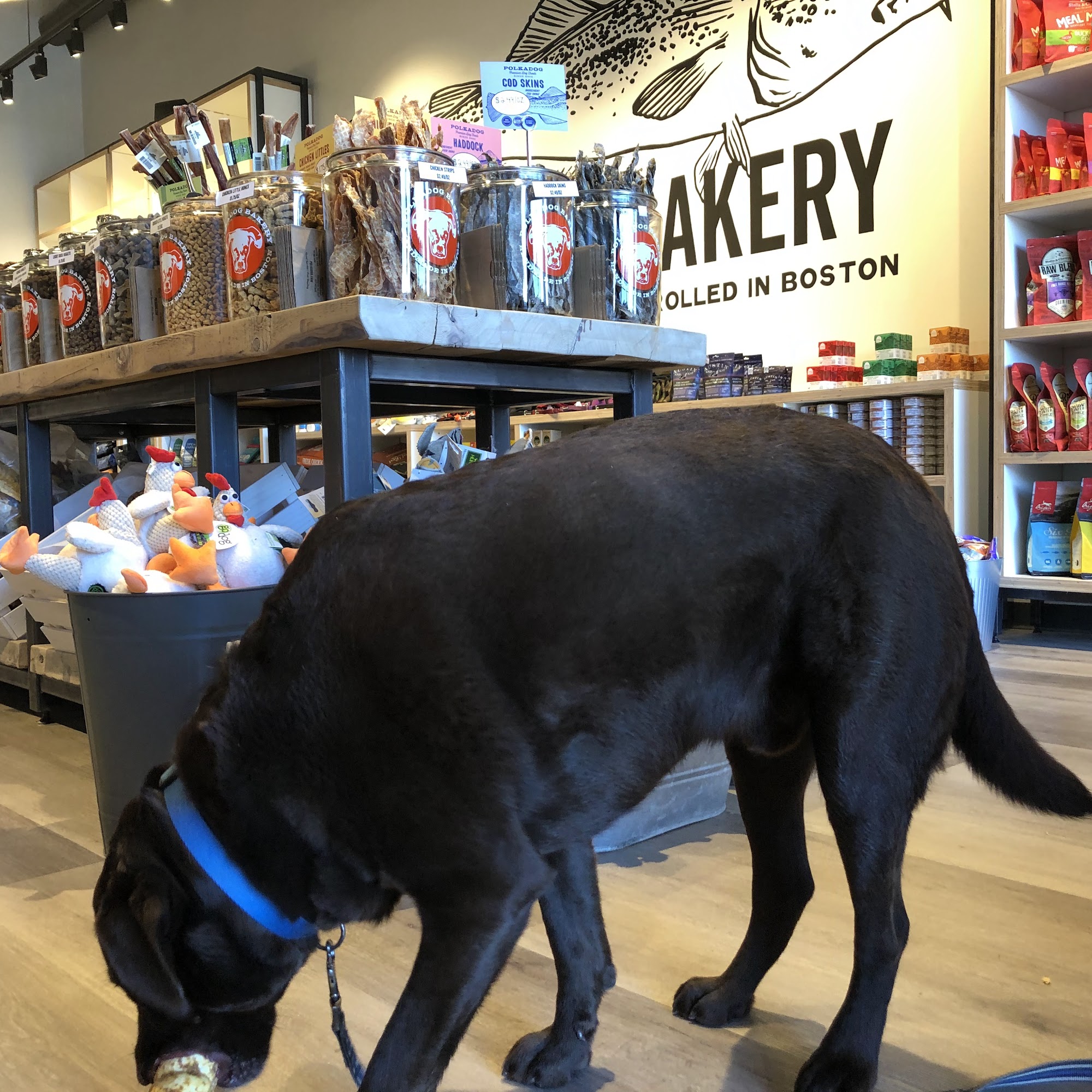 Polkadog Bakery Hingham