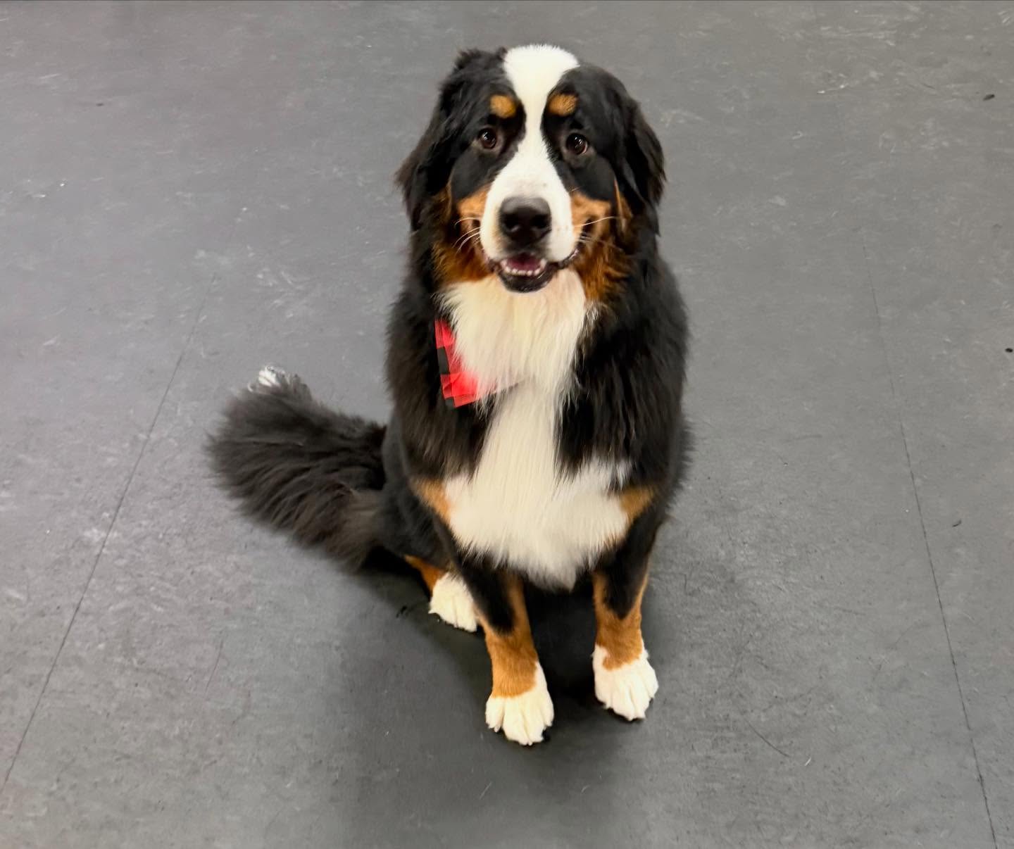 A Pet’s Life, South Shore