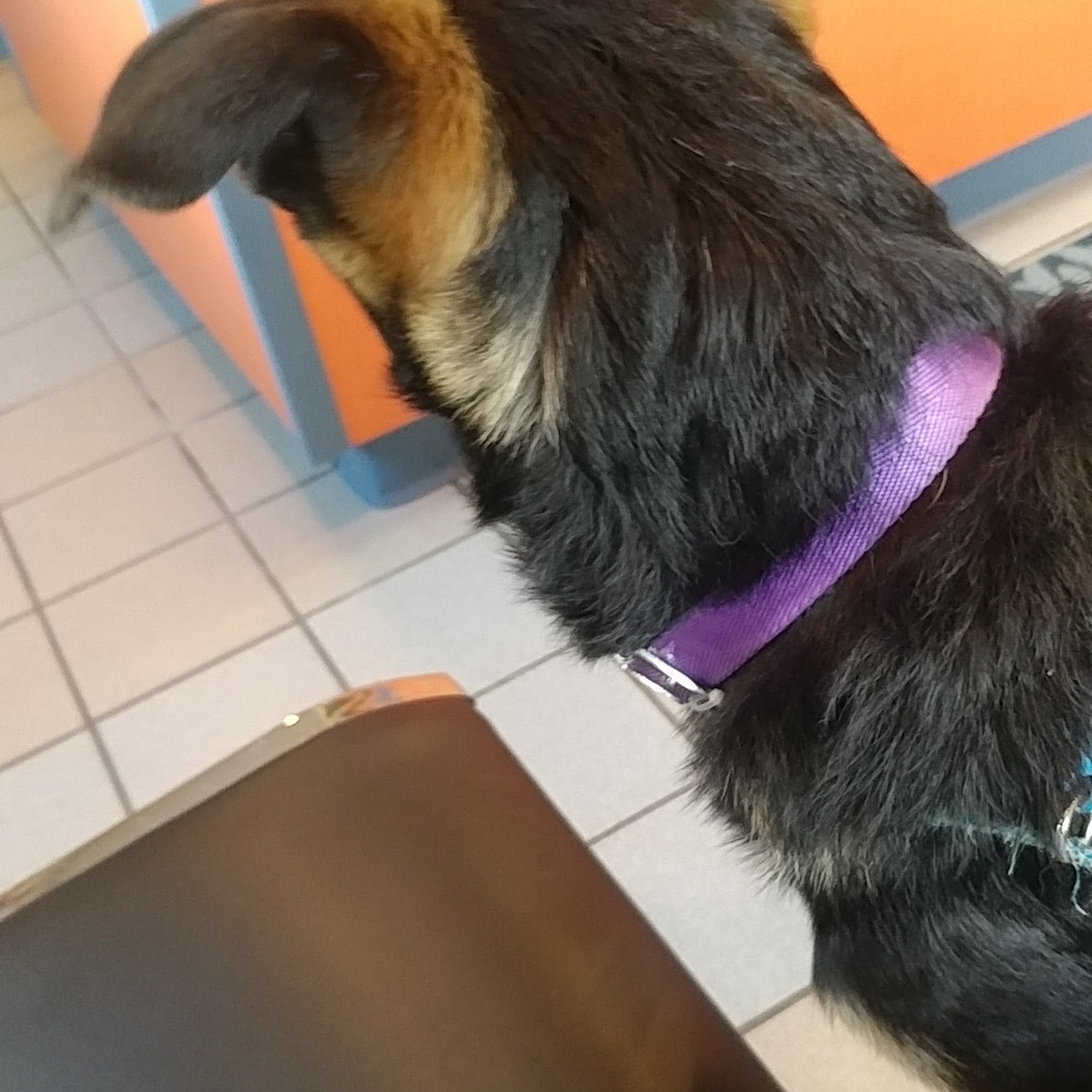 Holbrook Animal Hospital Holbrook