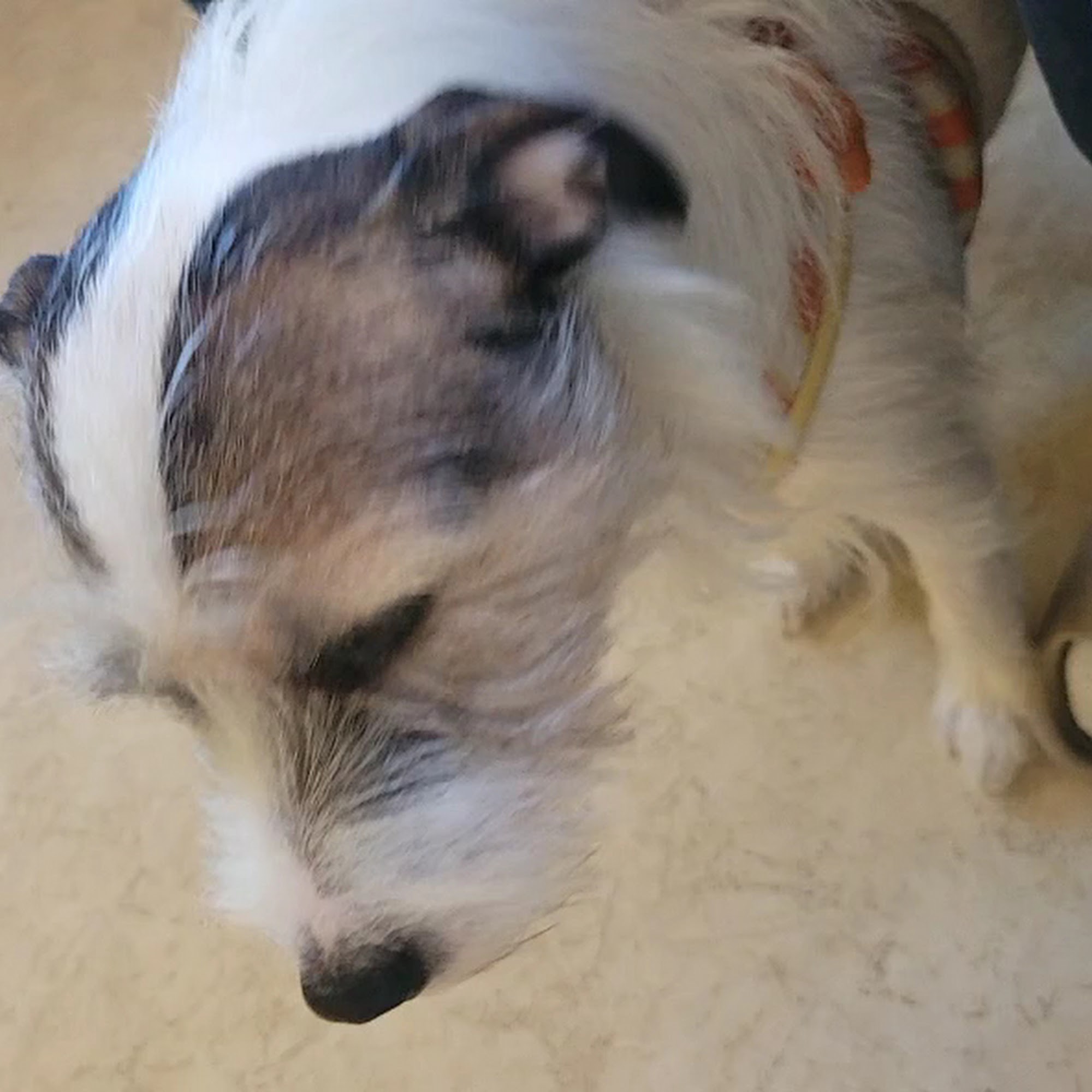 Mt Wachusett Veterinary Hospital Holden