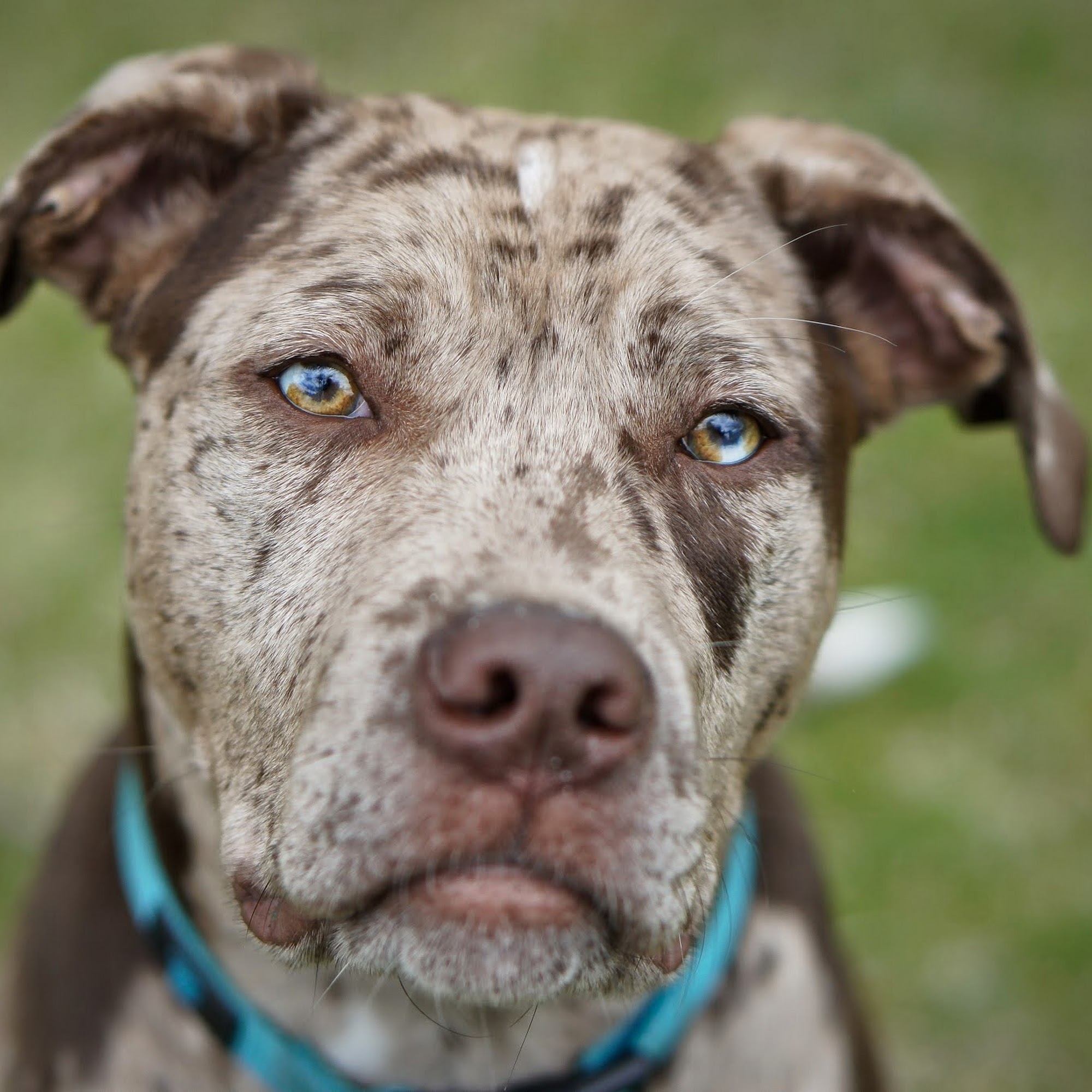 Daily Leash Dog Walking Holliston