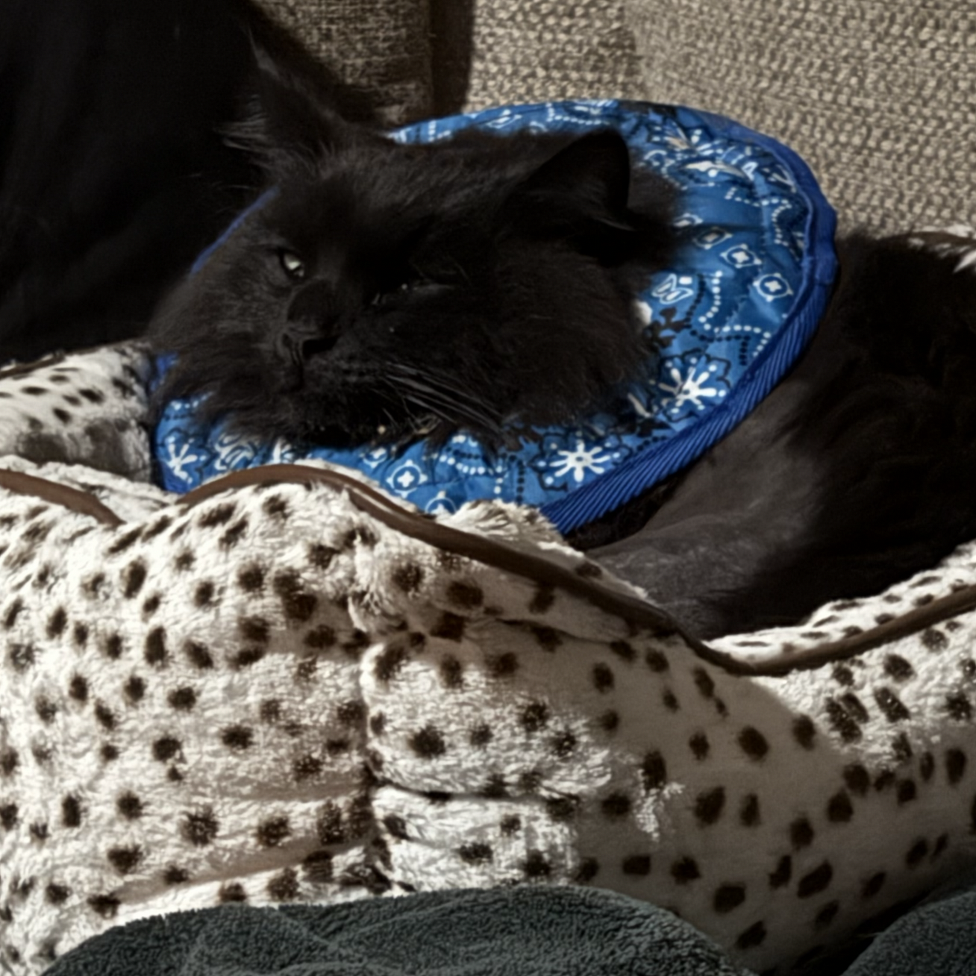 Holyoke Animal Hospital Holyoke