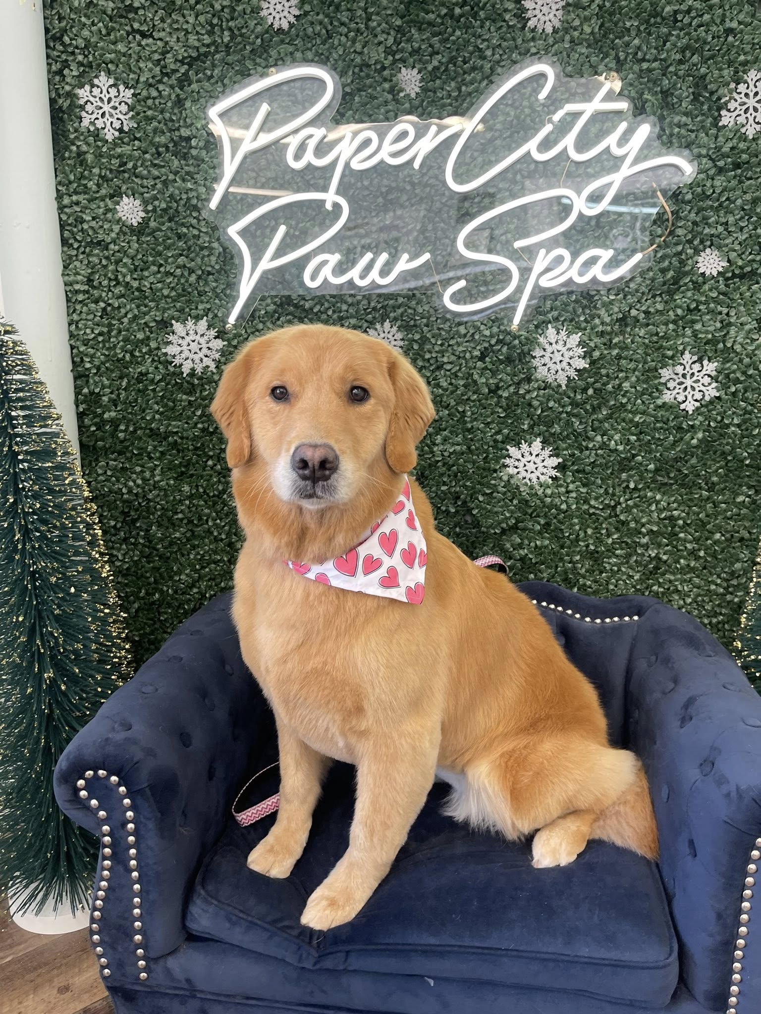 PaperCity Paw Spa Holyoke