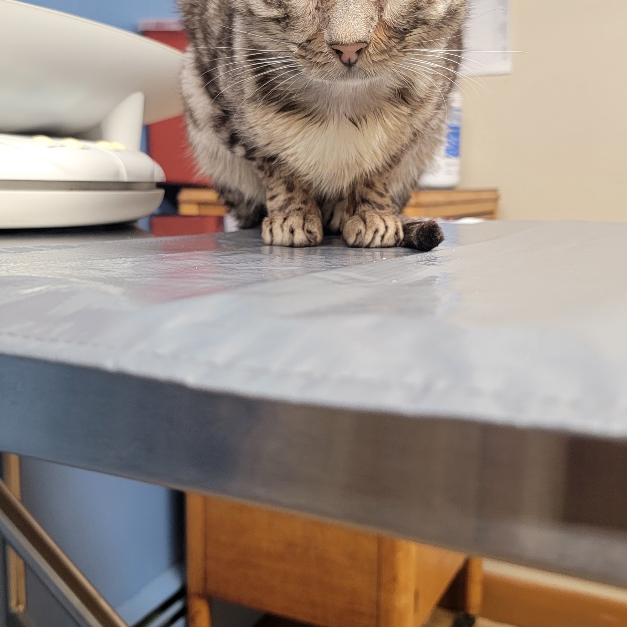 MASH Main St Animal Services Hopkinton