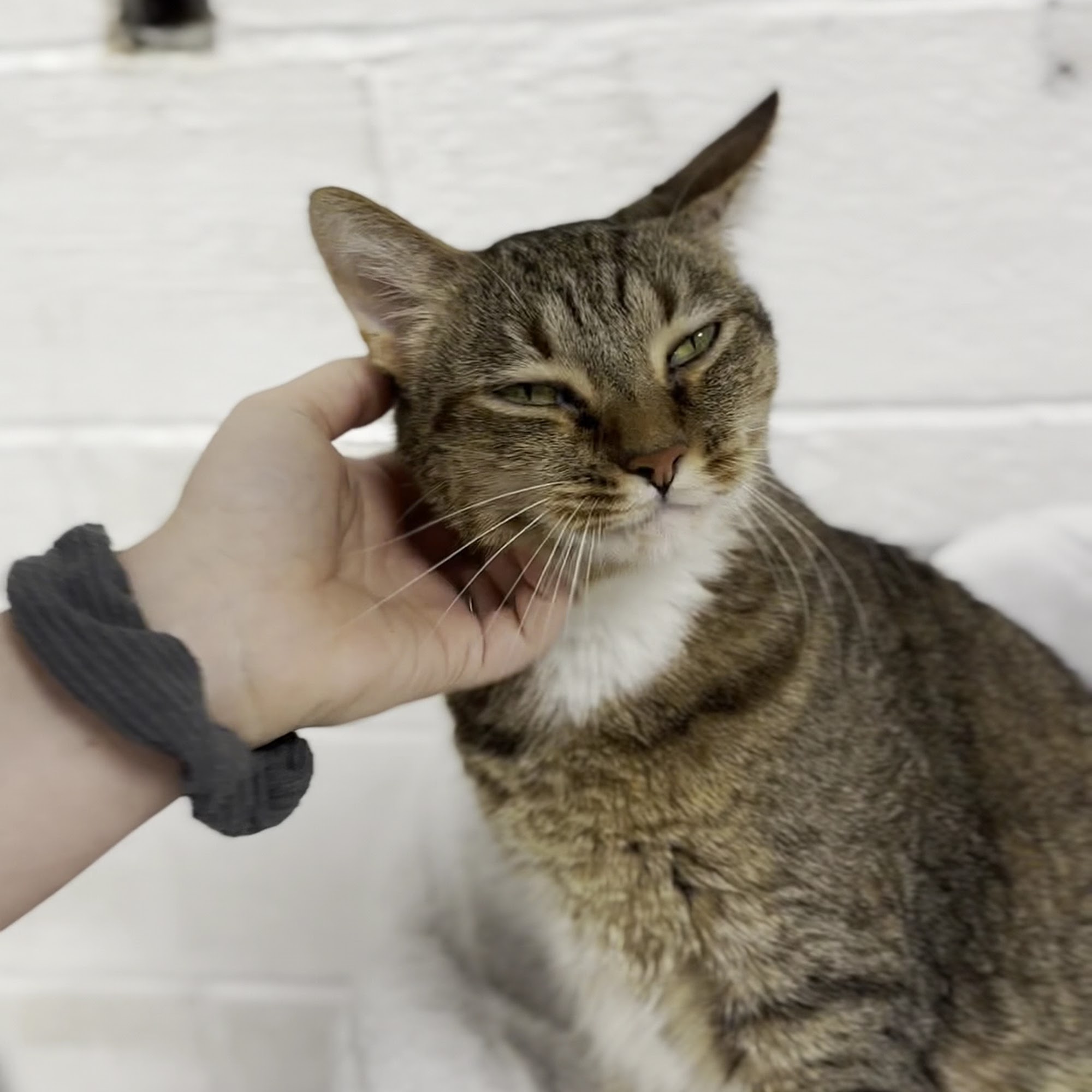 Baypath Humane Society Hopkinton