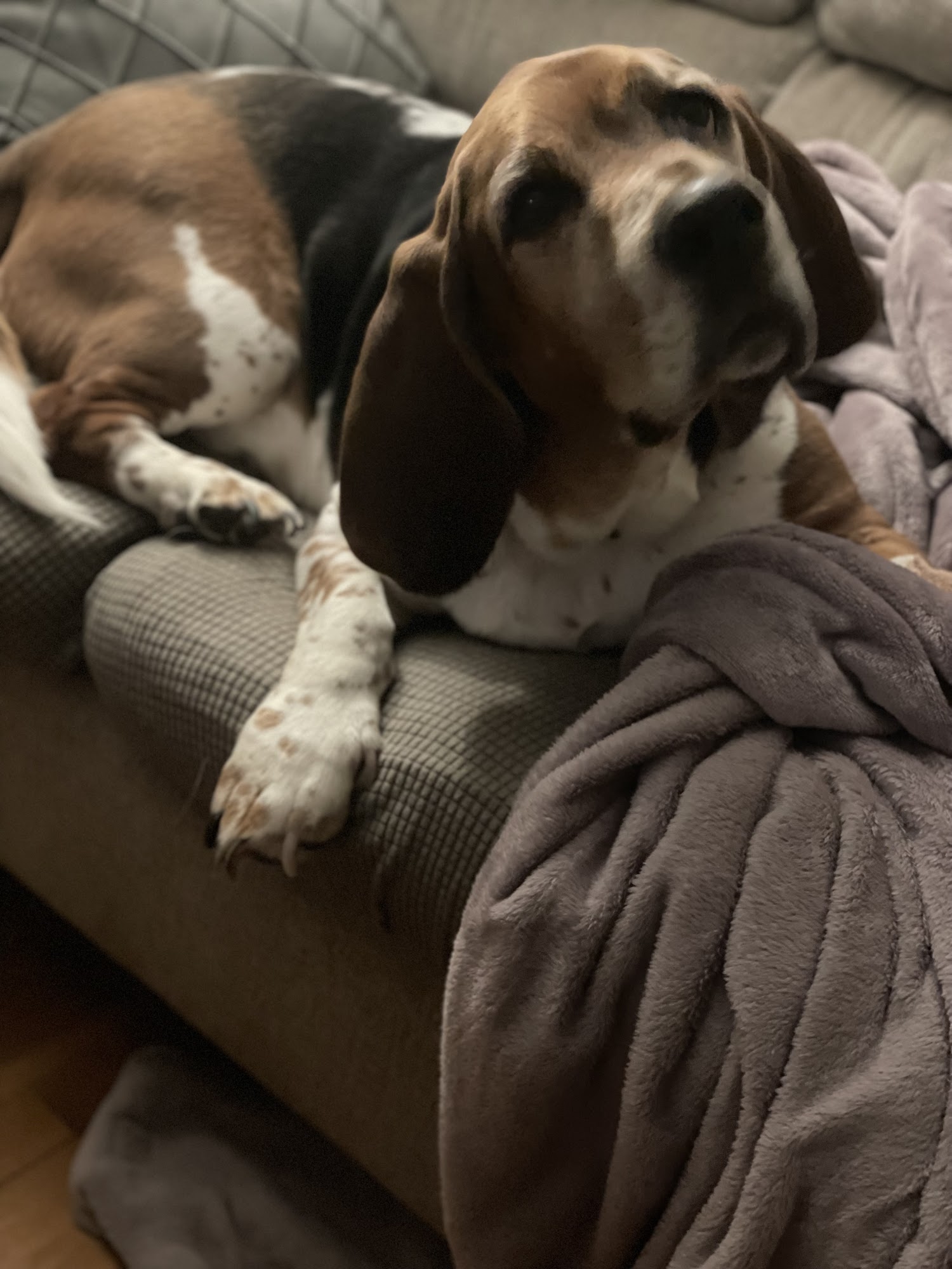 Paws & Claws Grooming Salon inc Hubbardston