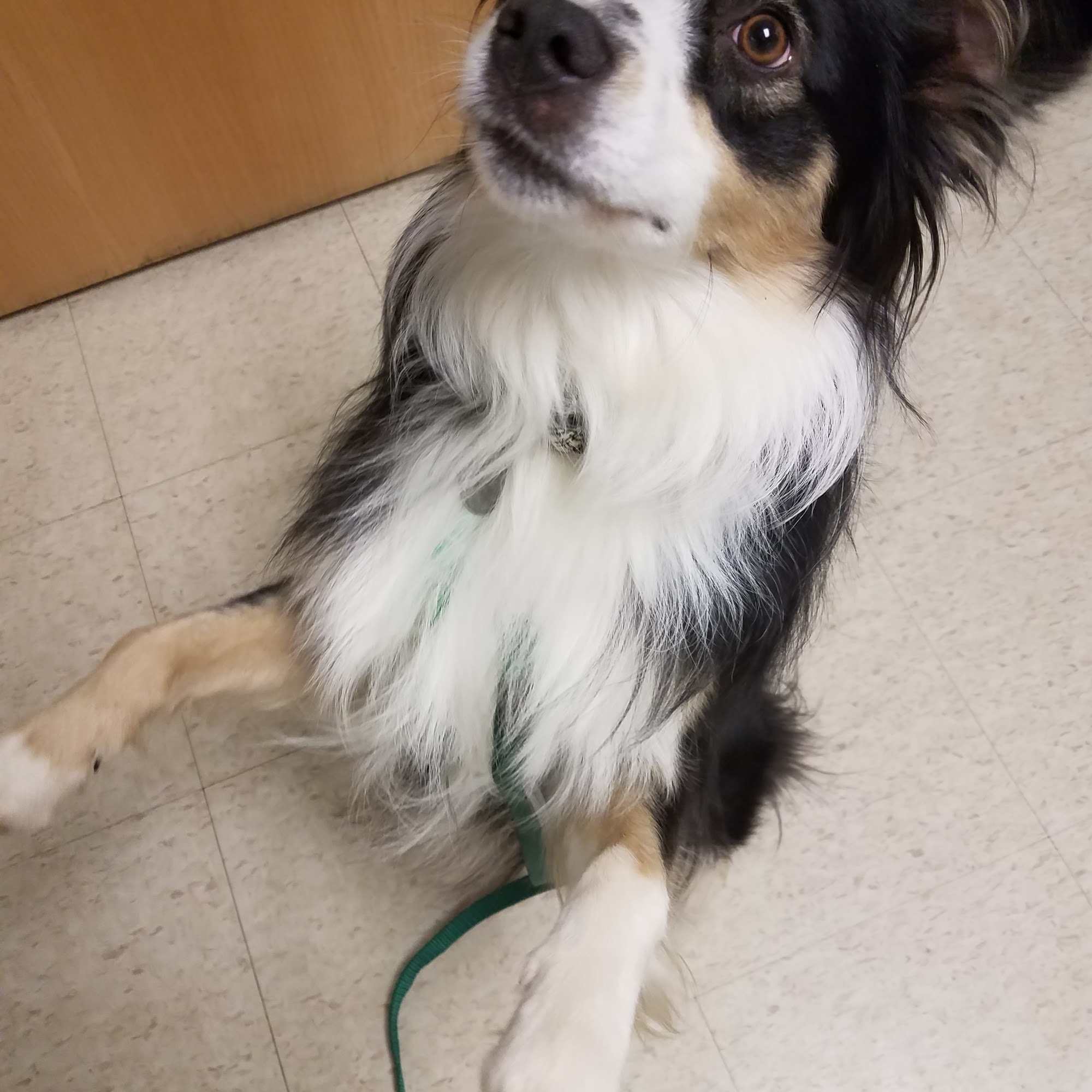 Hubbardston Veterinary Clinic Hubbardston